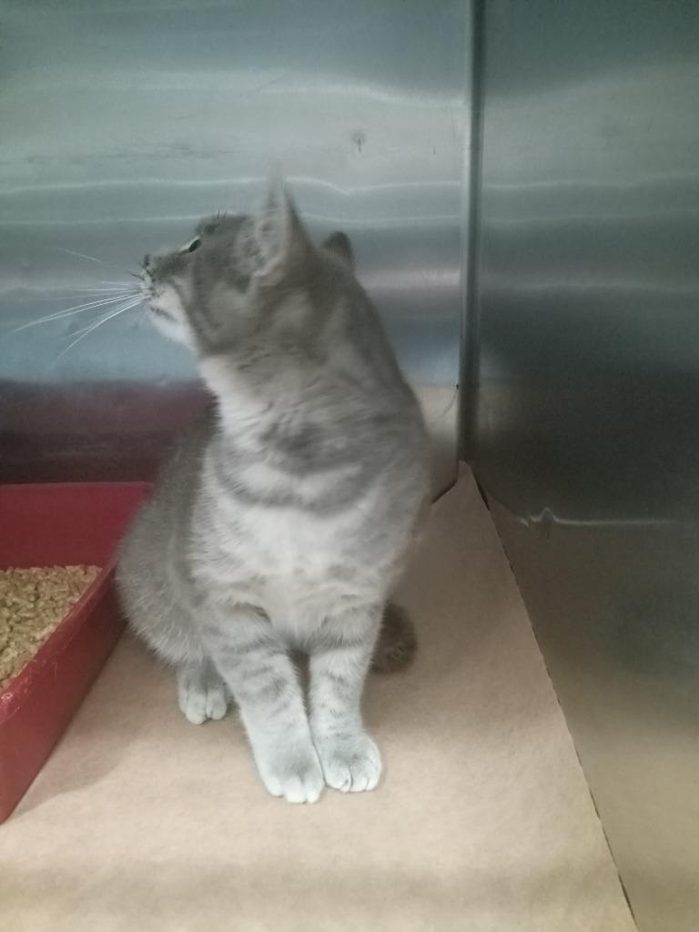 tea cup, Adoptable, Young Male Domestic Short Hair.