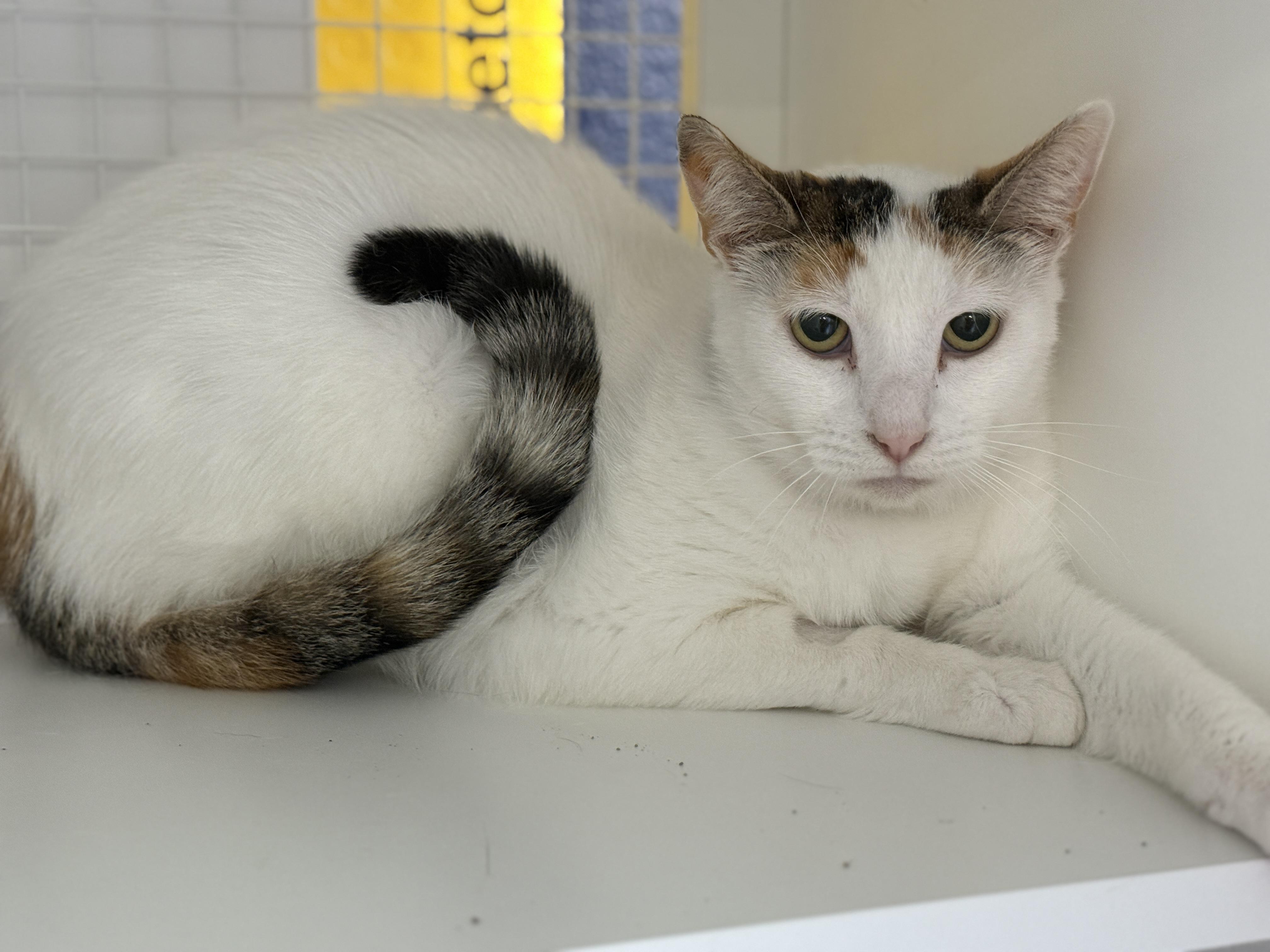 Honey, ADOPTABLE, Adult Female Domestic Short Hair.