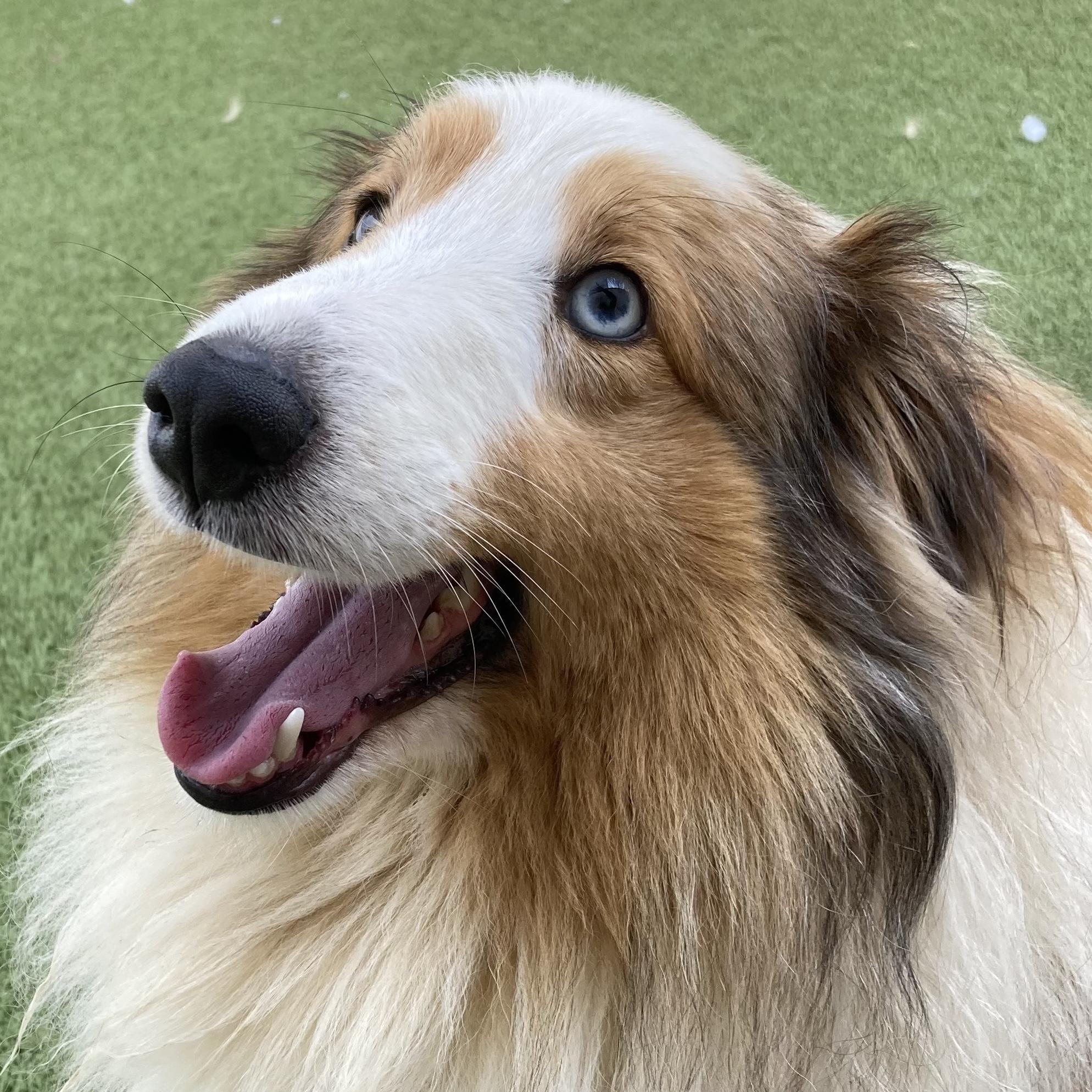 Glacier, Adult Female Shetland Sheepdog / Sheltie