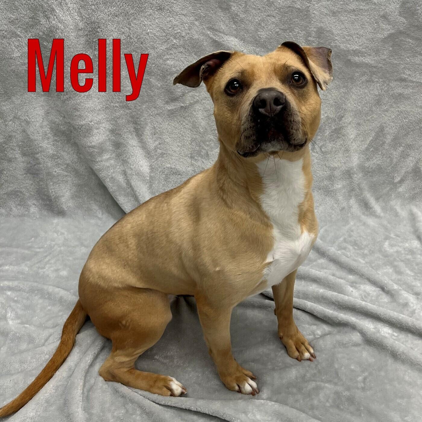 Melly, ADOPTABLE, Adult Female Mixed Breed.