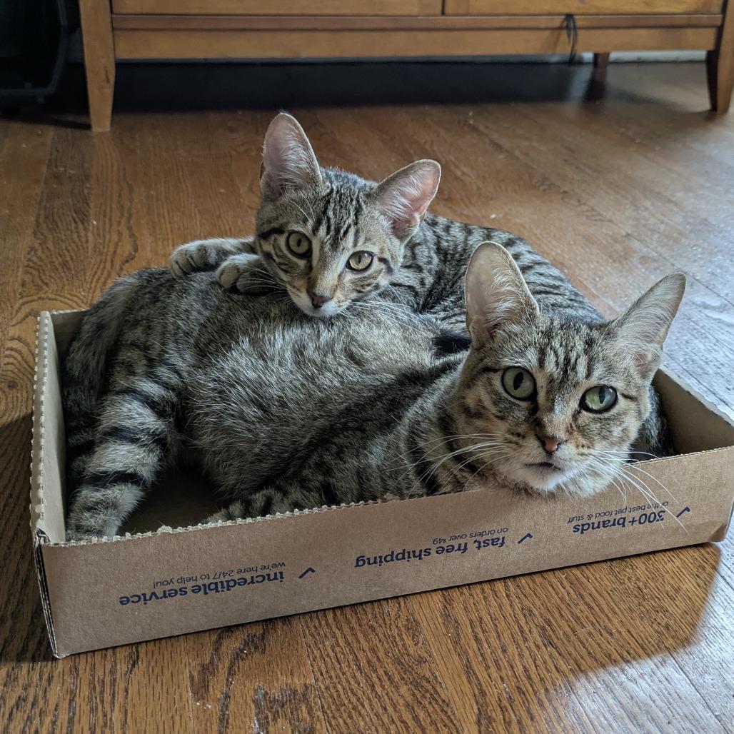 Enlarge Ernest and Wesley, a Adoptable Domestic Short Hair in Evanston, IL image 1/4