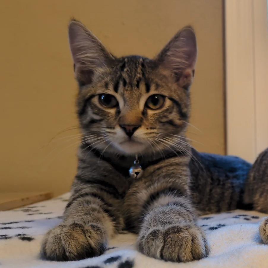 Enlarge Ernest and Wesley, a Adoptable Domestic Short Hair in Evanston, IL image 2/4