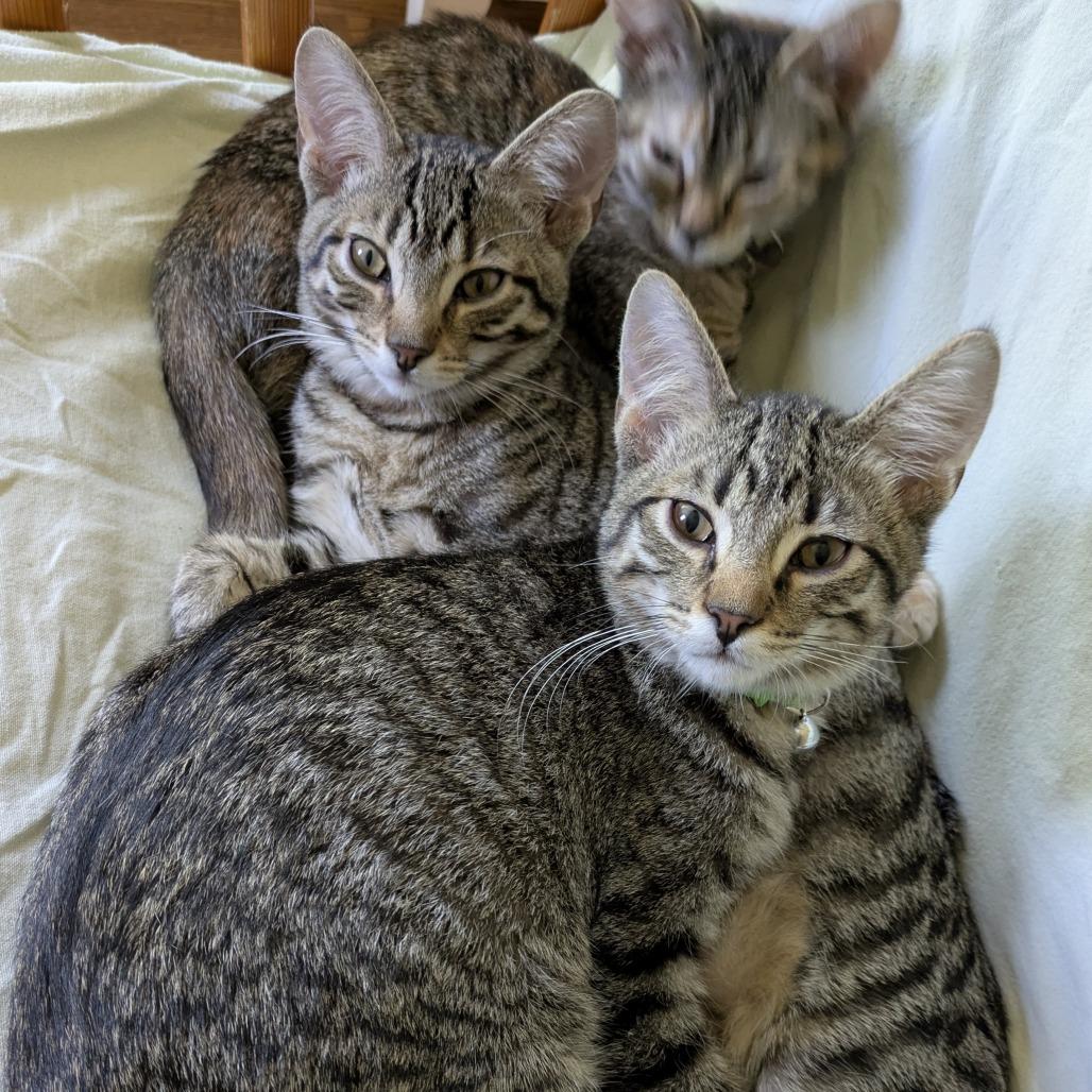 Enlarge Ernest and Wesley, a Adoptable Domestic Short Hair in Evanston, IL image 3/4