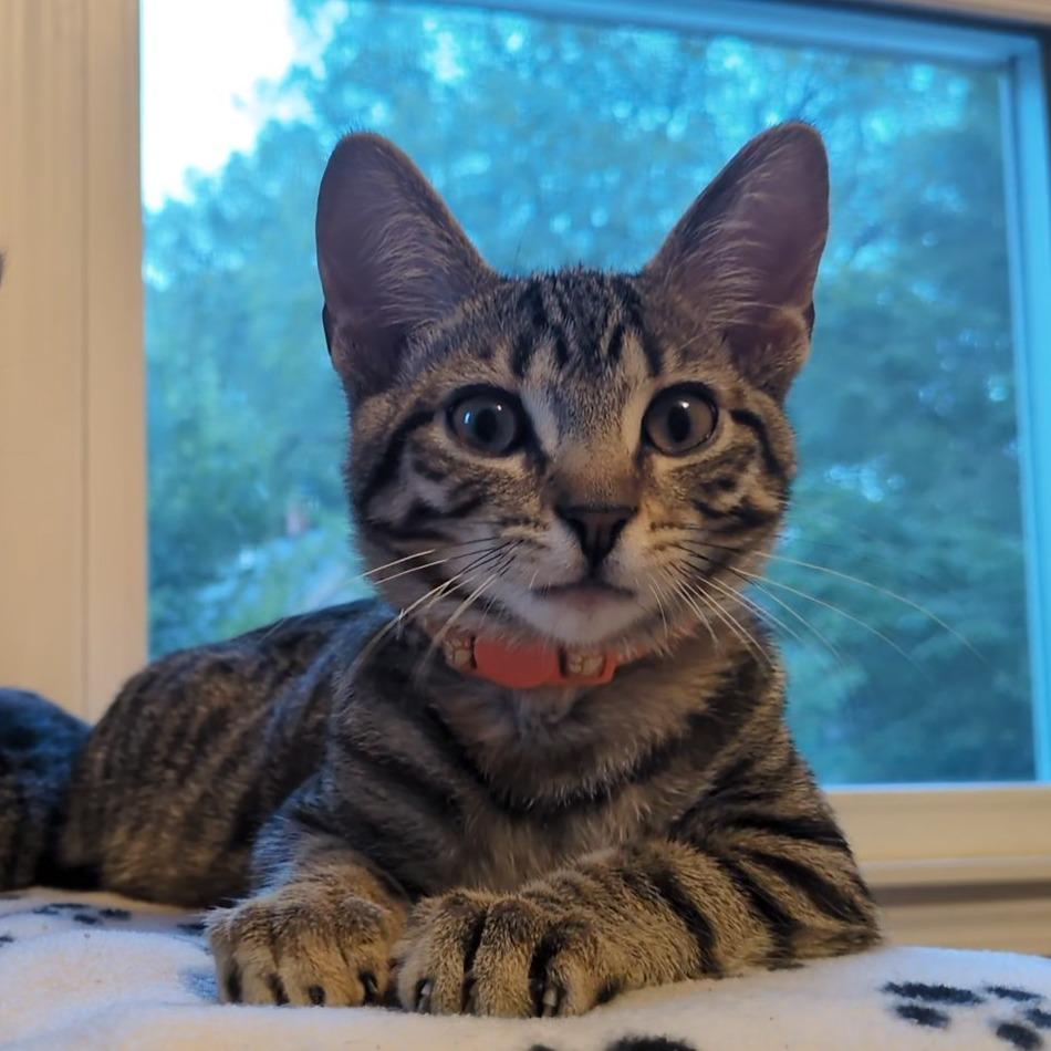 Enlarge Ernest and Wesley, a Adoptable Domestic Short Hair in Evanston, IL image 4/4