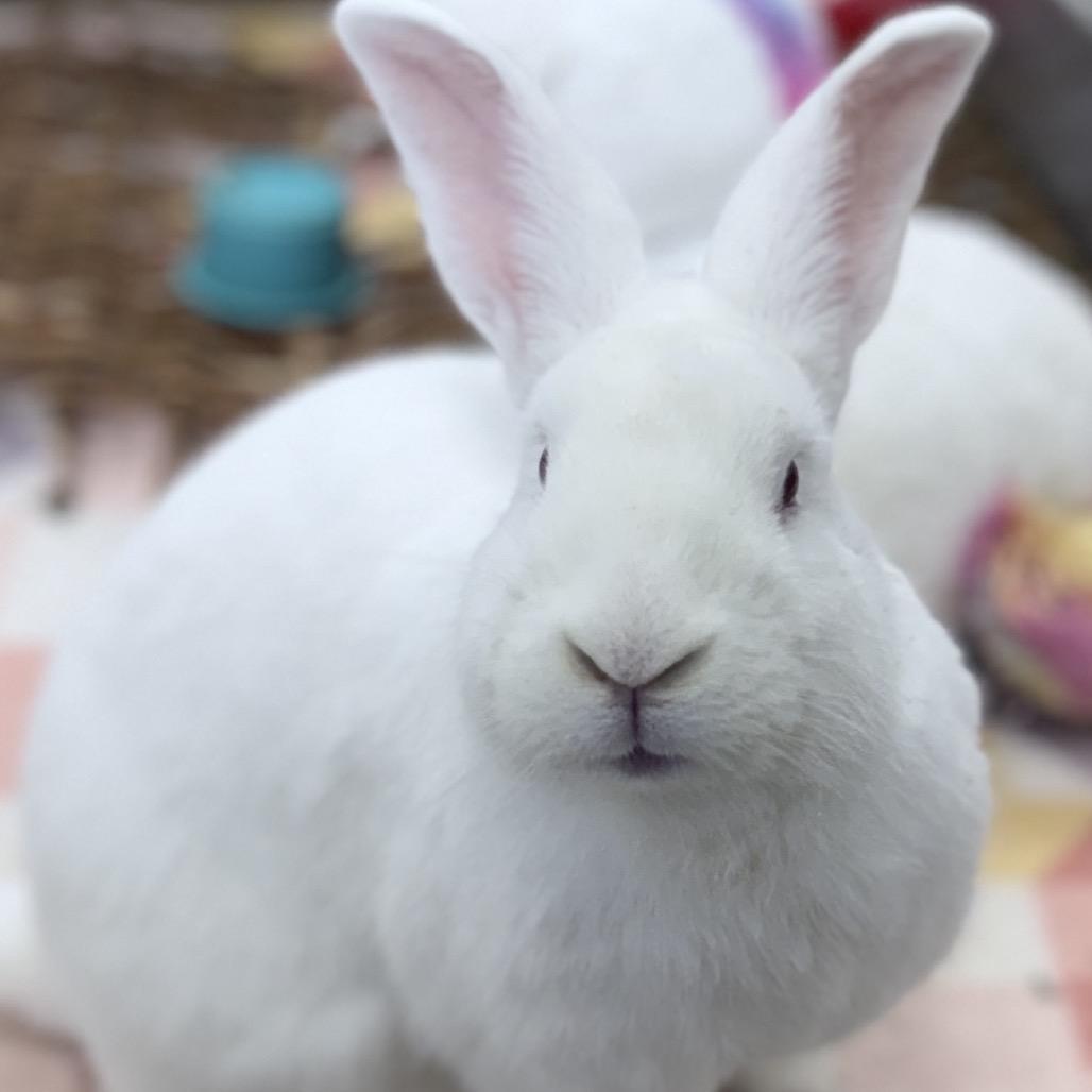 Enlarge Archer, a Adoptable American in Kennesaw, GA image 1/2
