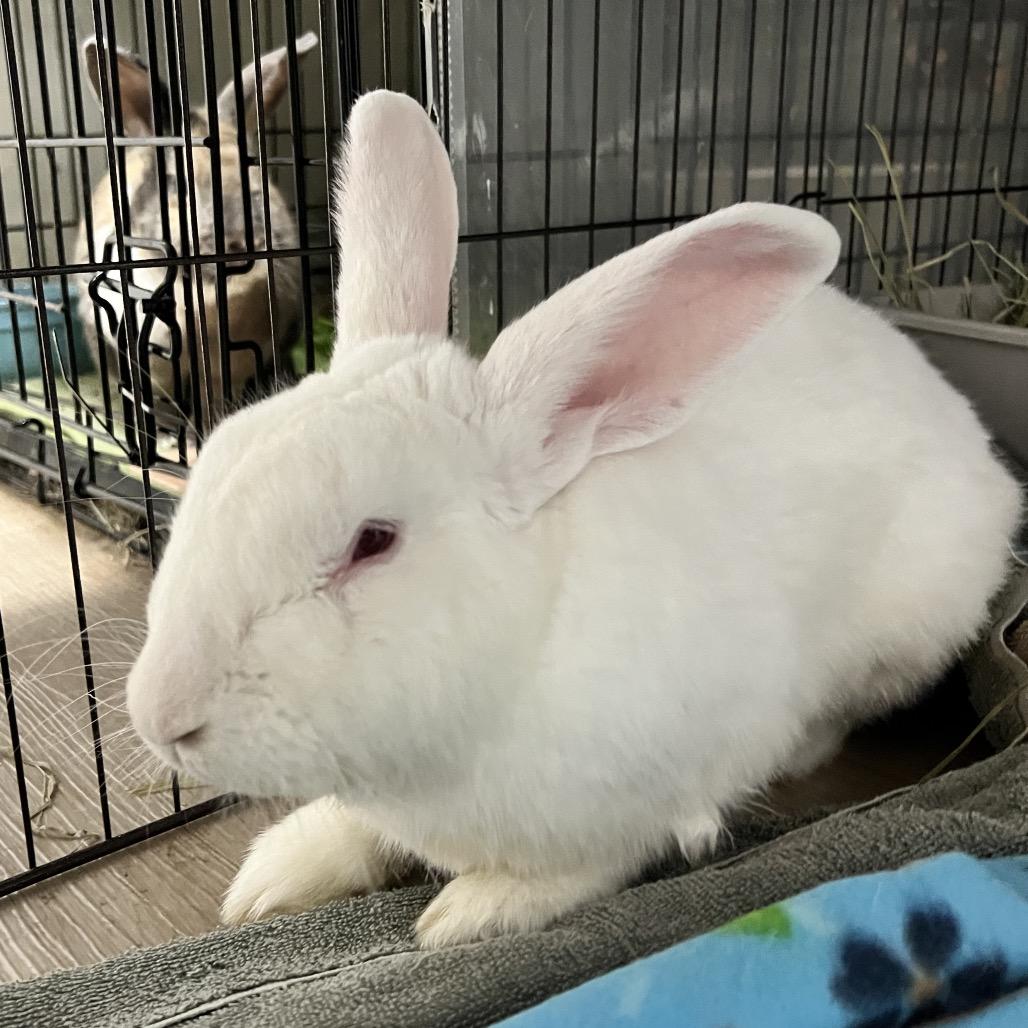 Enlarge Archer, a Adoptable American in Kennesaw, GA image 2/2