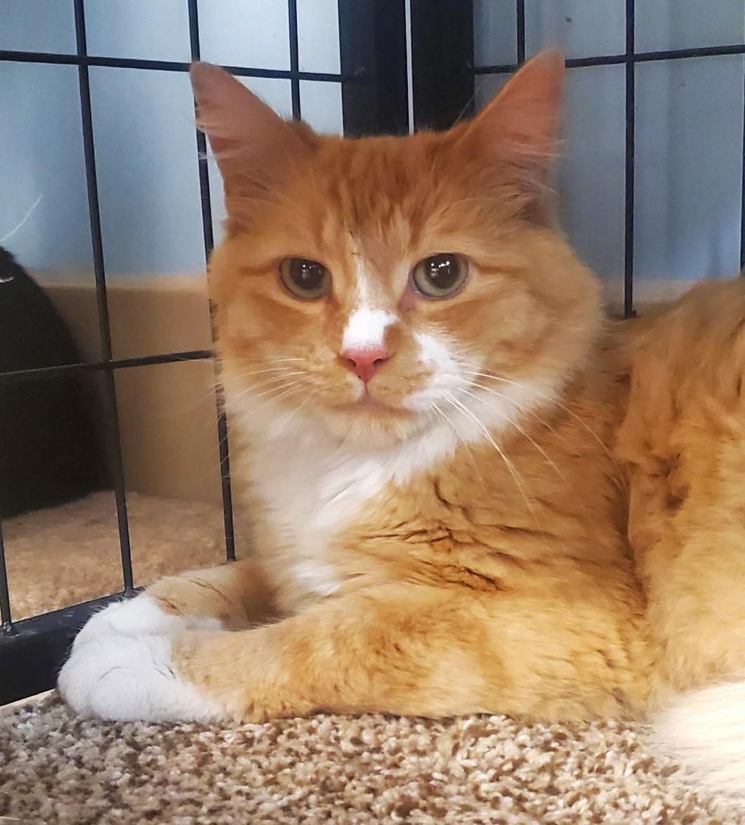 Enlarge William, a Adoptable mixed breed in Spokane, WA image 3/4