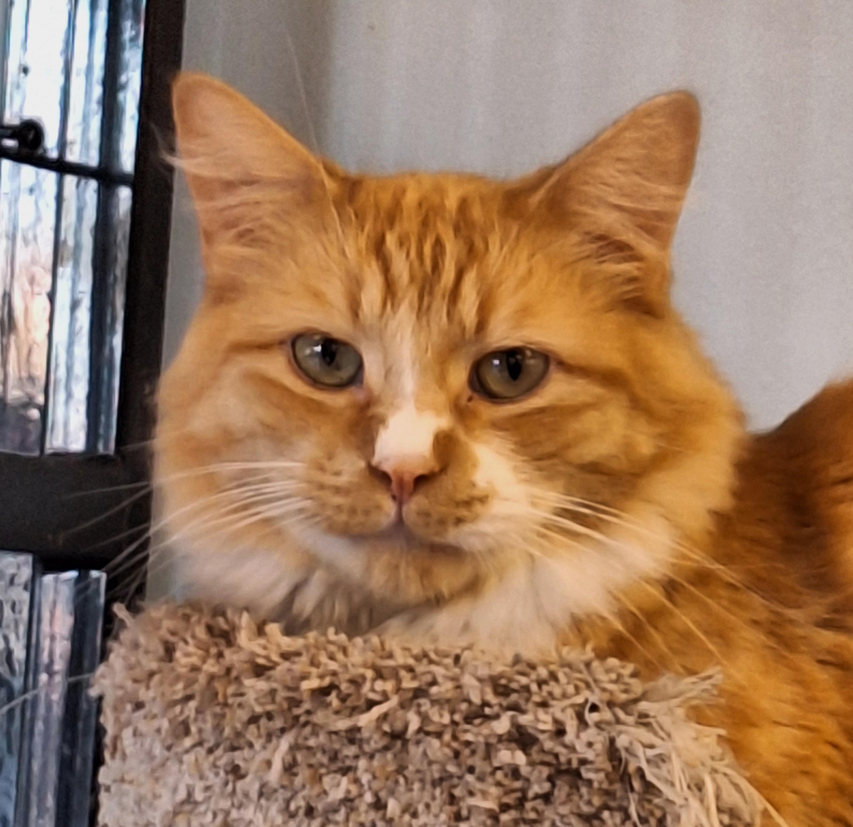 Enlarge William, a Adoptable mixed breed in Spokane, WA image 1/4