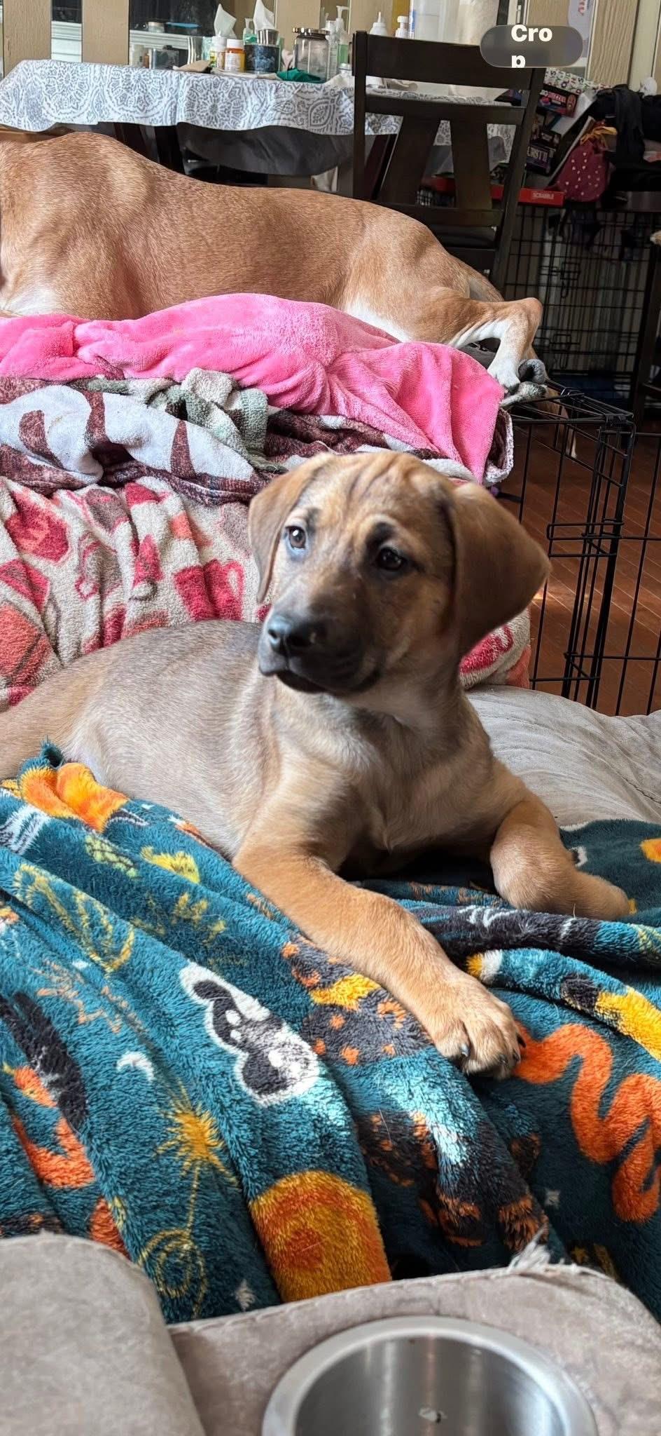 Coco , Adoptable, Puppy Female Mixed Breed.