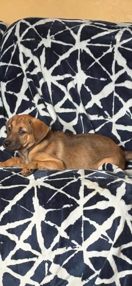 Coco , a Adoptable Mixed Breed in Orland Park, IL image 2/2