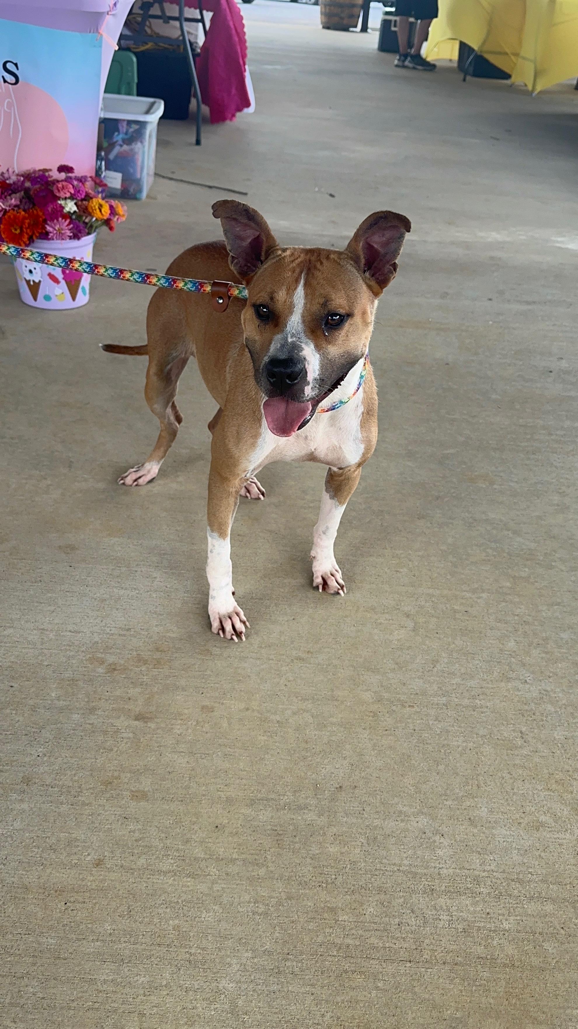 Evie, a Adopted mixed breed in Baldwyn, MS image 4/4