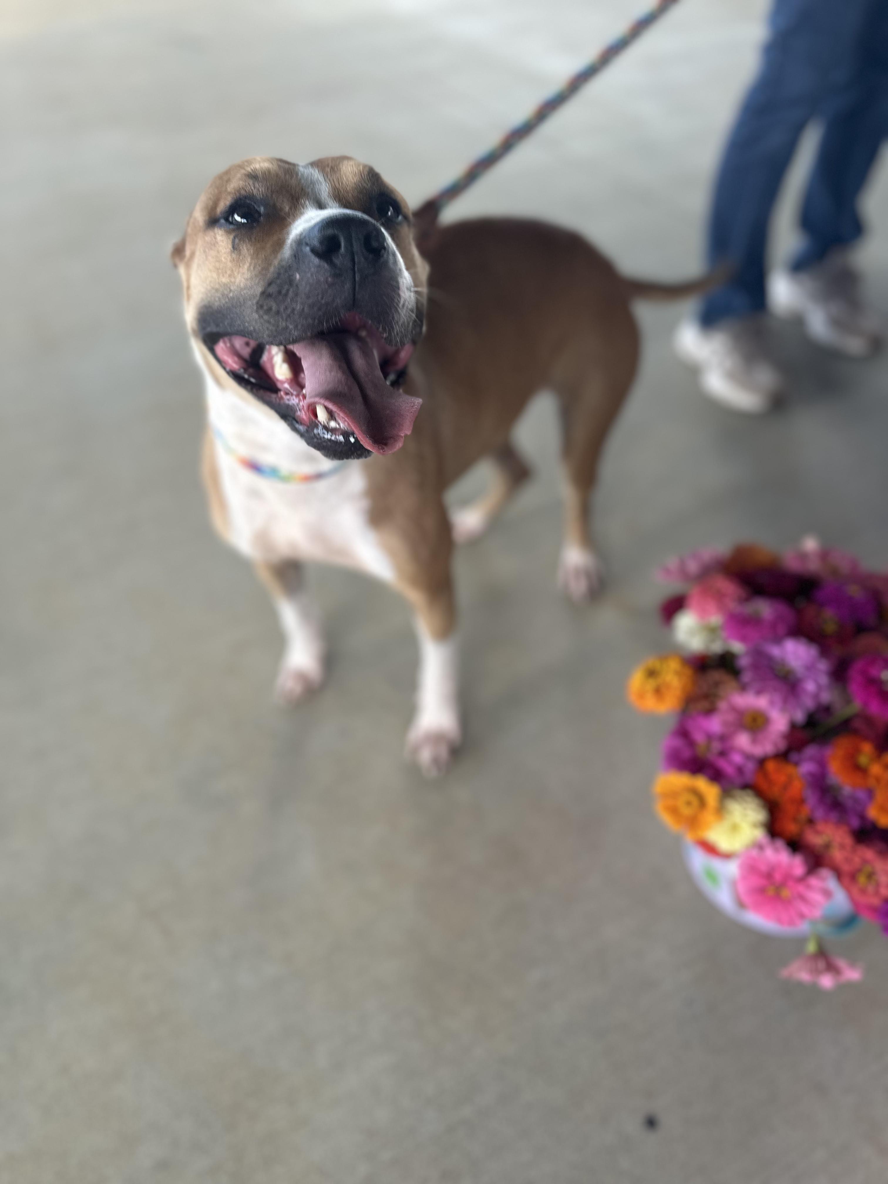 Evie, a Adopted mixed breed in Baldwyn, MS image 3/4