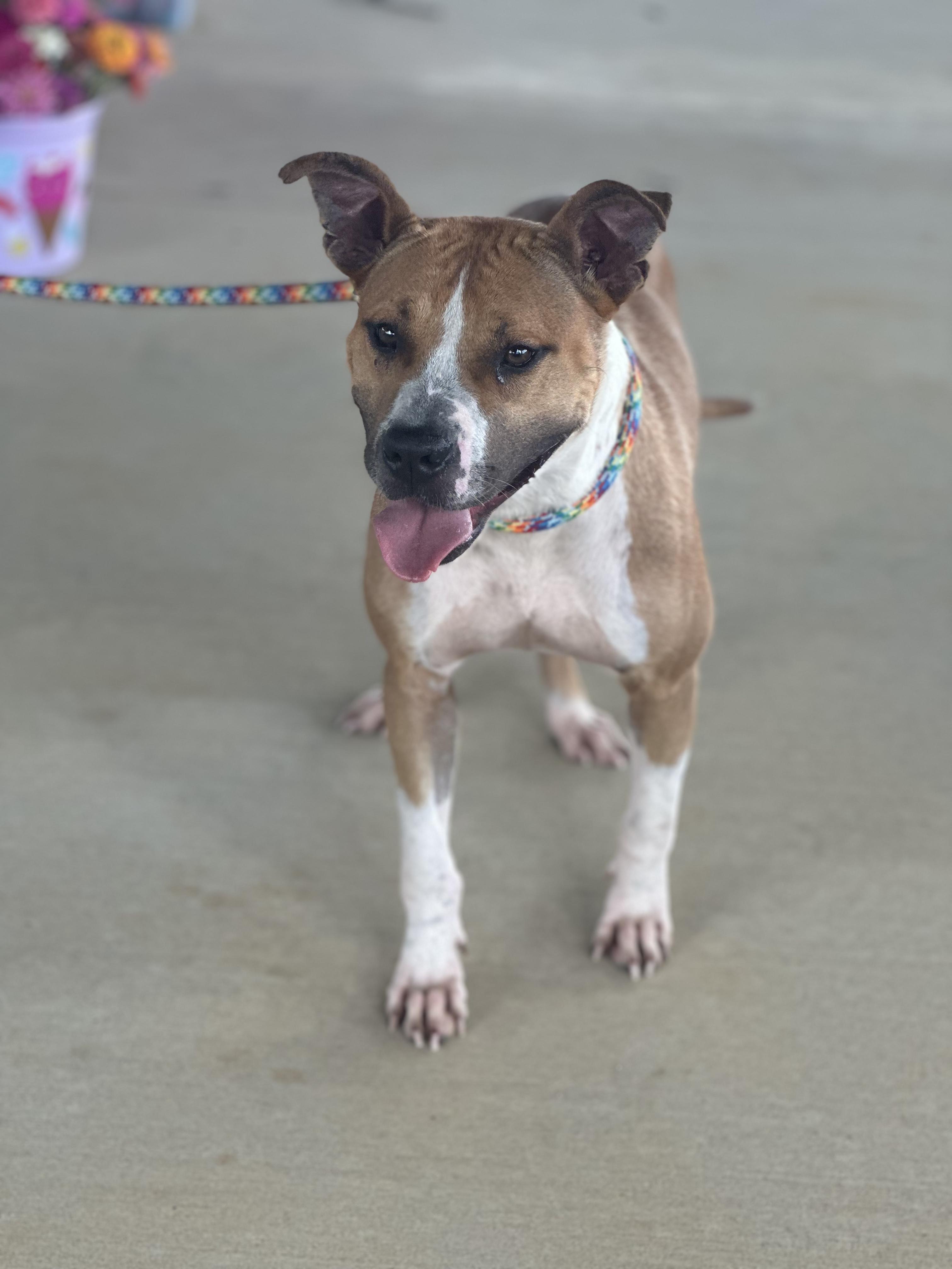 Evie, a Adopted mixed breed in Baldwyn, MS image 1/4
