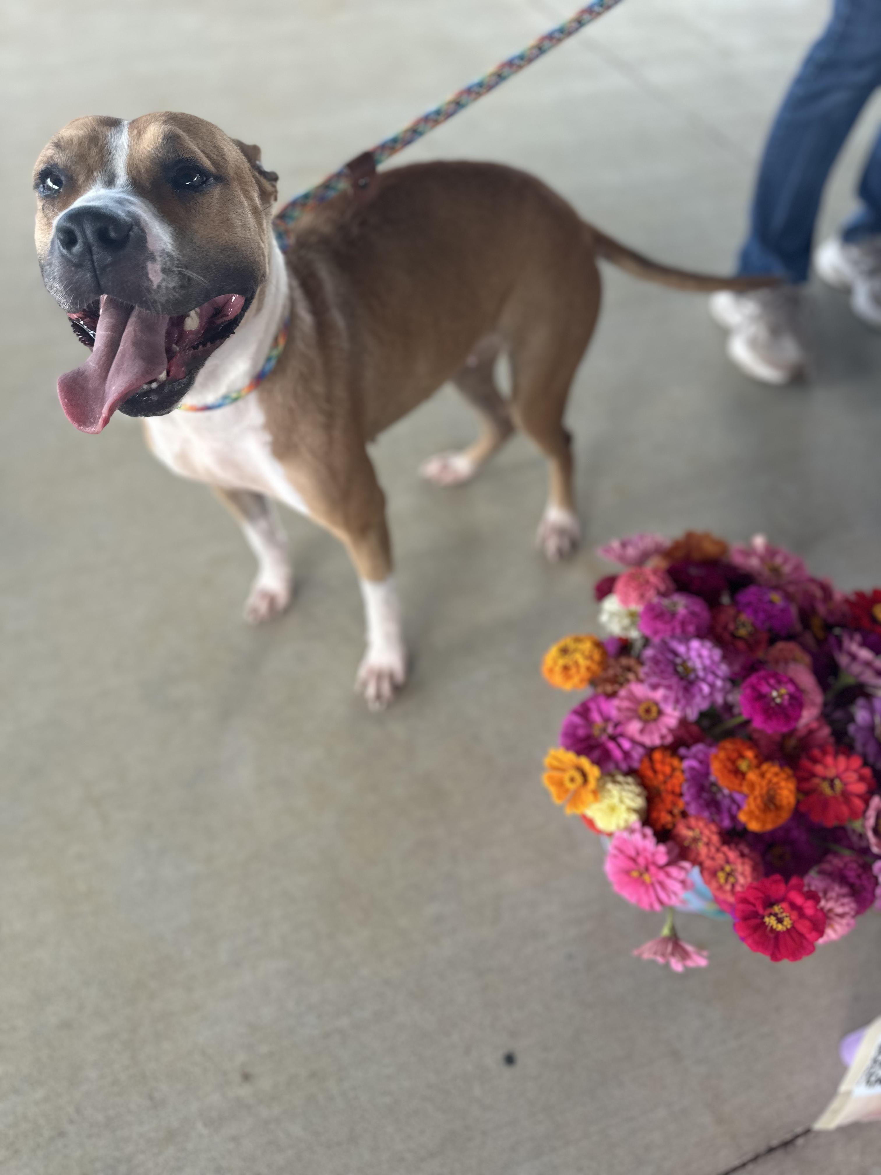 Evie, a Adopted mixed breed in Baldwyn, MS image 2/4