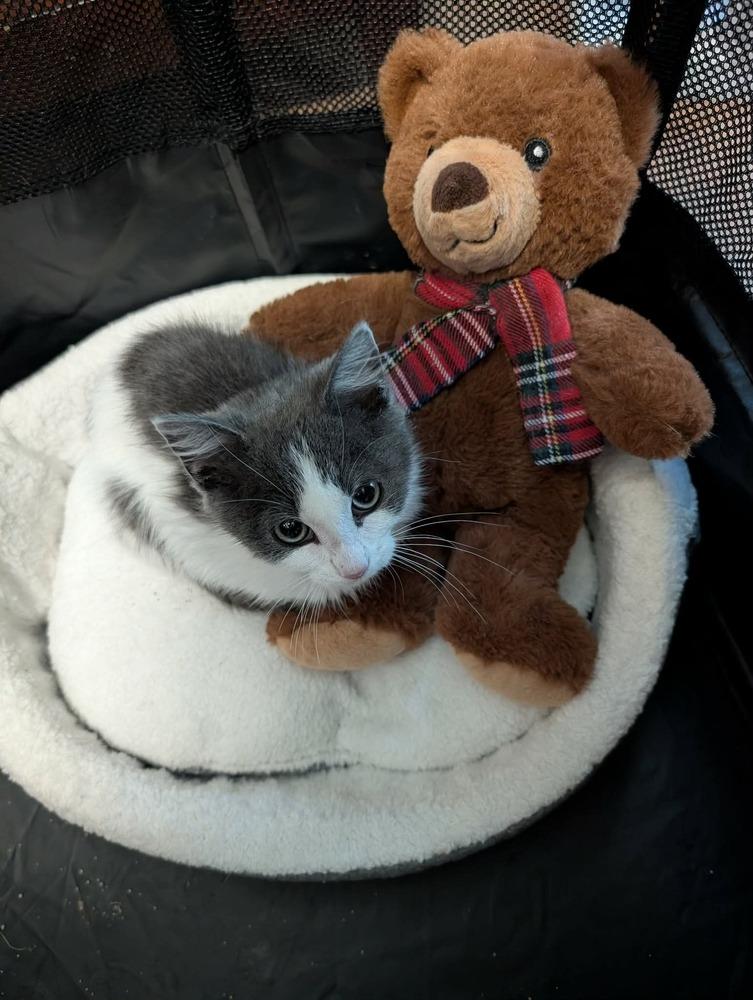 Stormy Siren Grifols, Adoptable, Kitten Male Domestic Medium Hair.
