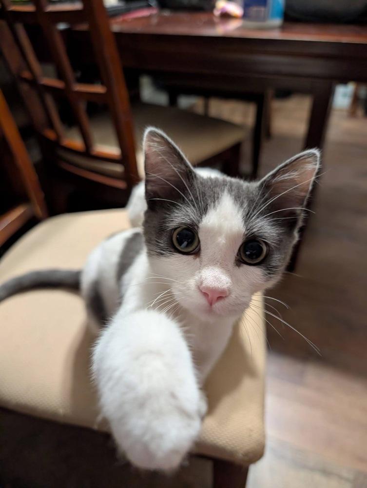 Stormy Siren Grifols, Adoptable, Kitten Male Domestic Short Hair & Domestic Short Hair.