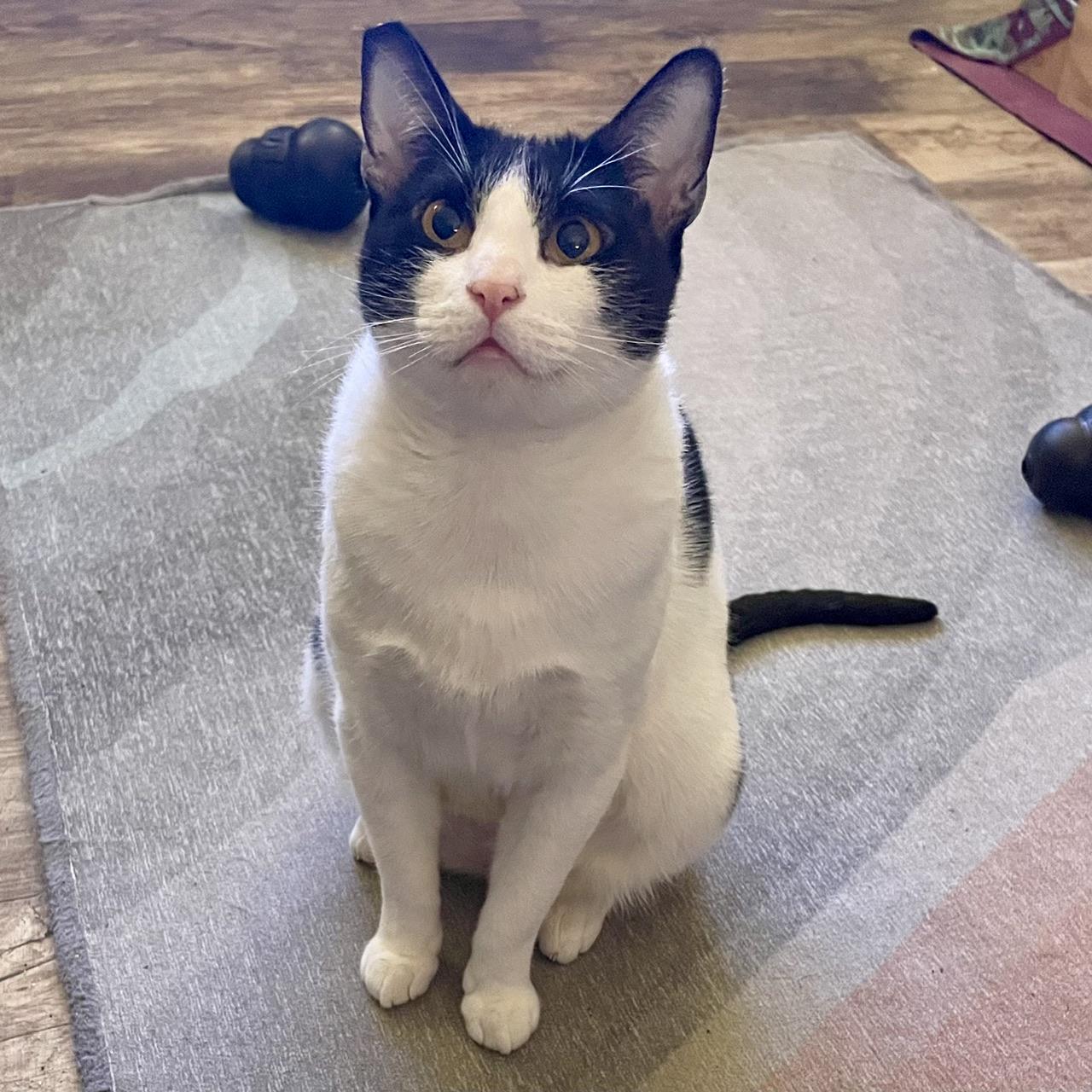 Trinket, a Adoptable Domestic Short Hair in Hollister, CA image 2/4