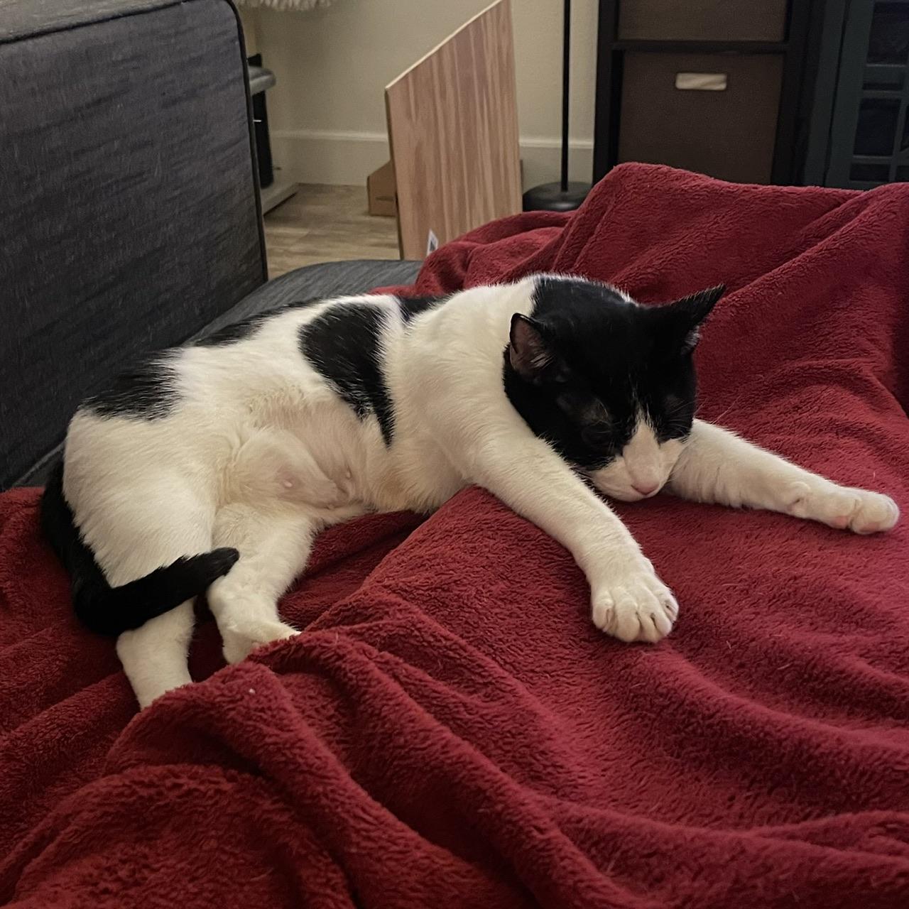 Trinket, a Adoptable Domestic Short Hair in Hollister, CA image 3/4