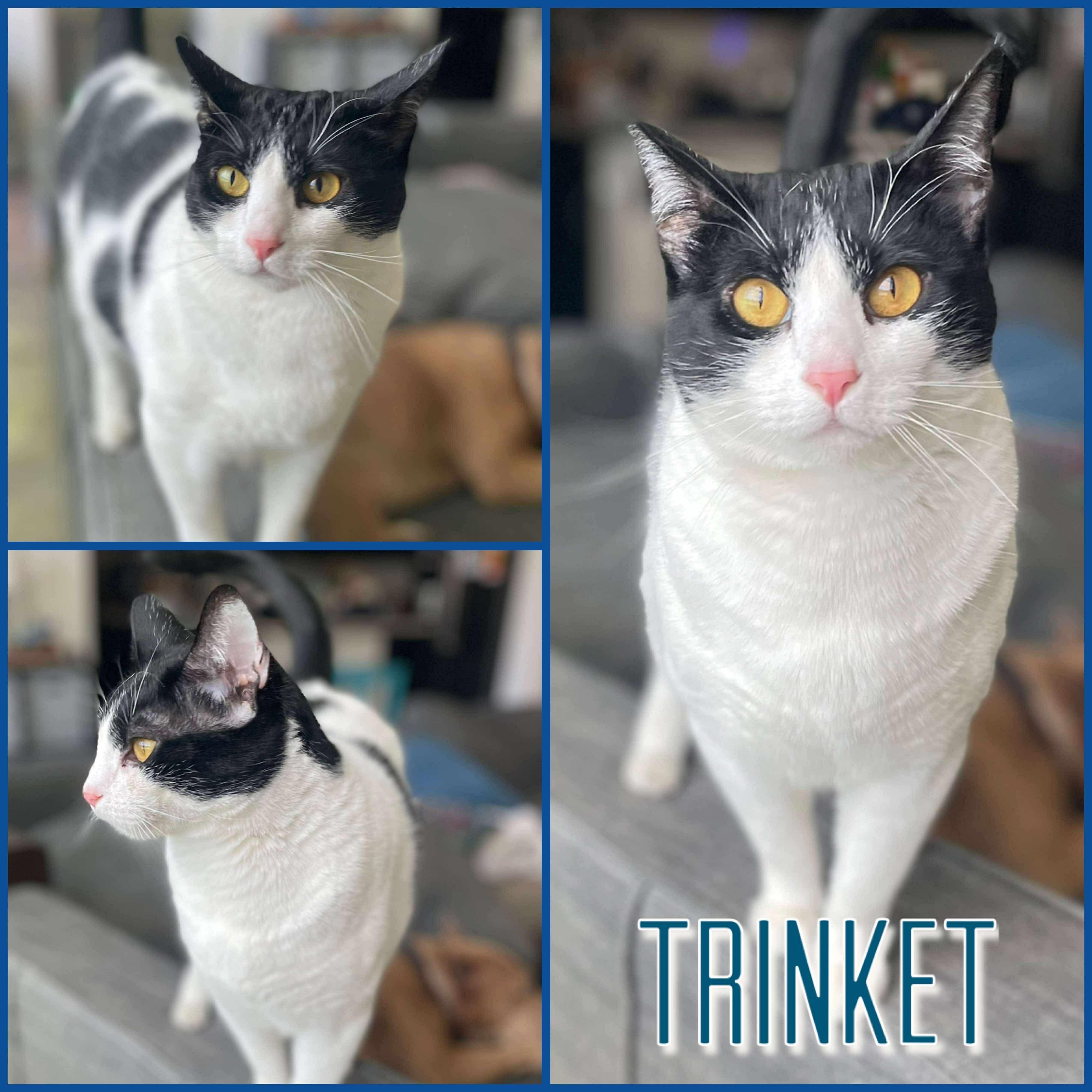Trinket, a Adoptable Domestic Short Hair in Hollister, CA image 1/4
