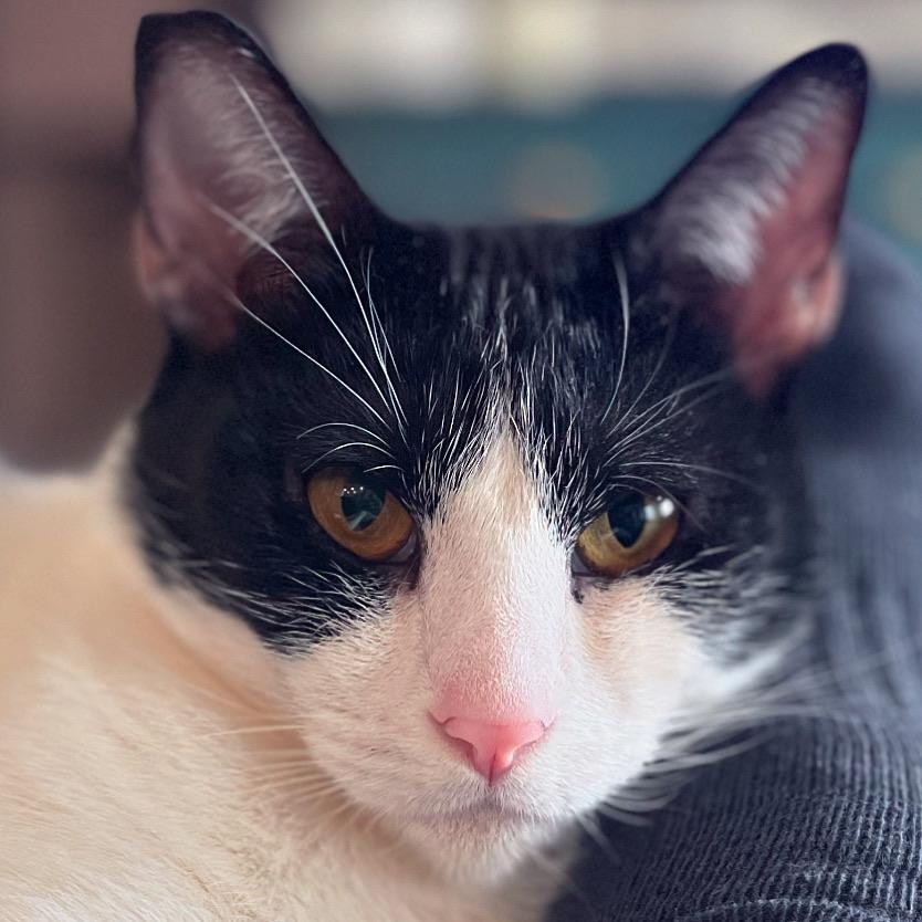 Trinket, a Adoptable Domestic Short Hair in Hollister, CA image 4/4