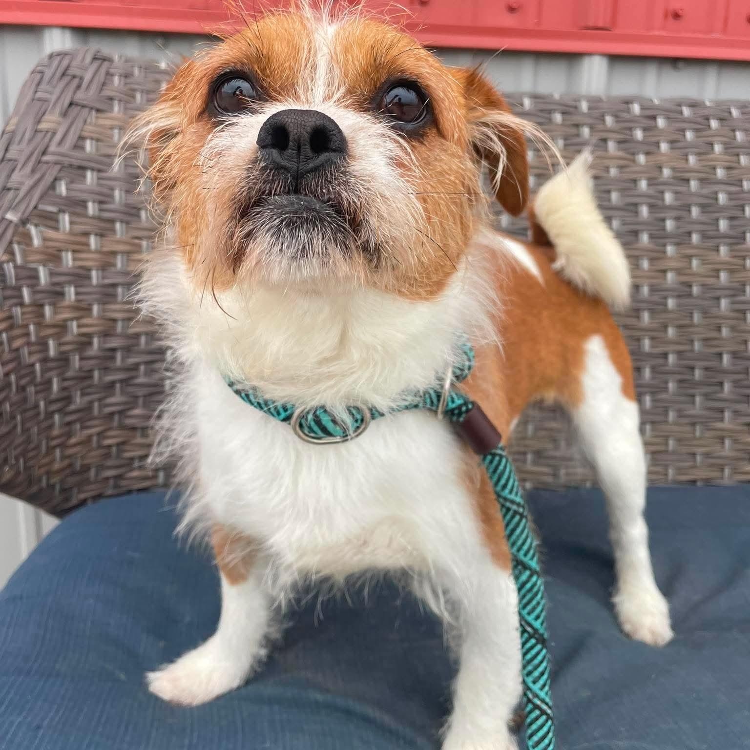 Enlarge Dilly, a ADOPTABLE Shih Tzu in Minooka, IL image 2/3