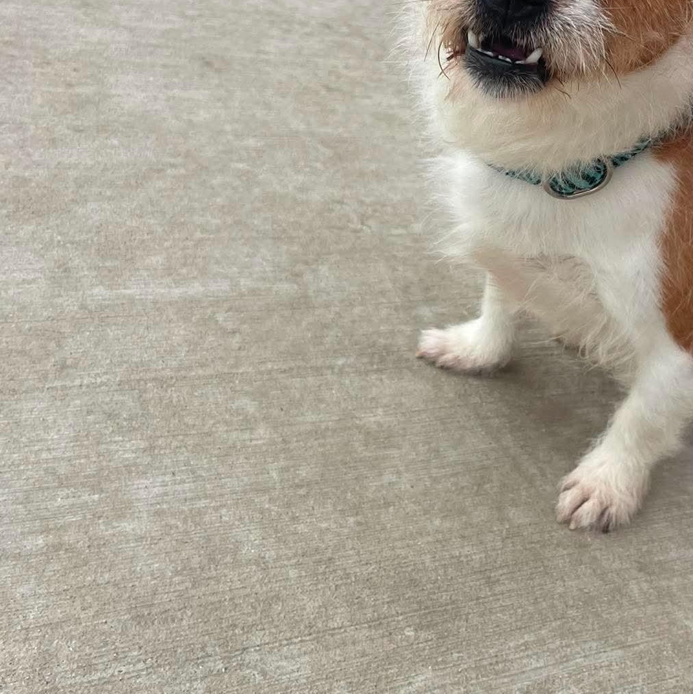 Enlarge Dilly, a ADOPTABLE Shih Tzu in Minooka, IL image 3/3