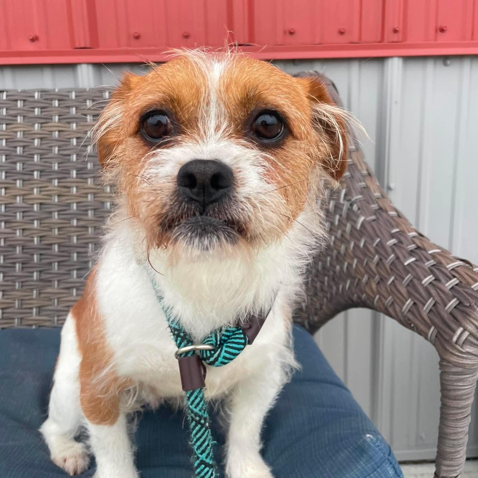 Enlarge Dilly, a ADOPTABLE Shih Tzu in Minooka, IL image 1/3
