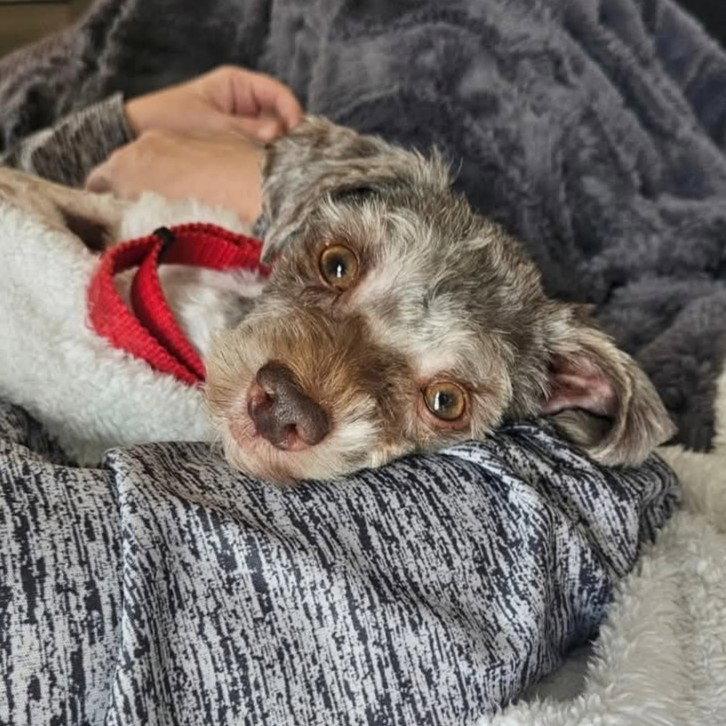 Enlarge Gerard, a Adoptable Schnauzer in Fargo, ND image 1/3