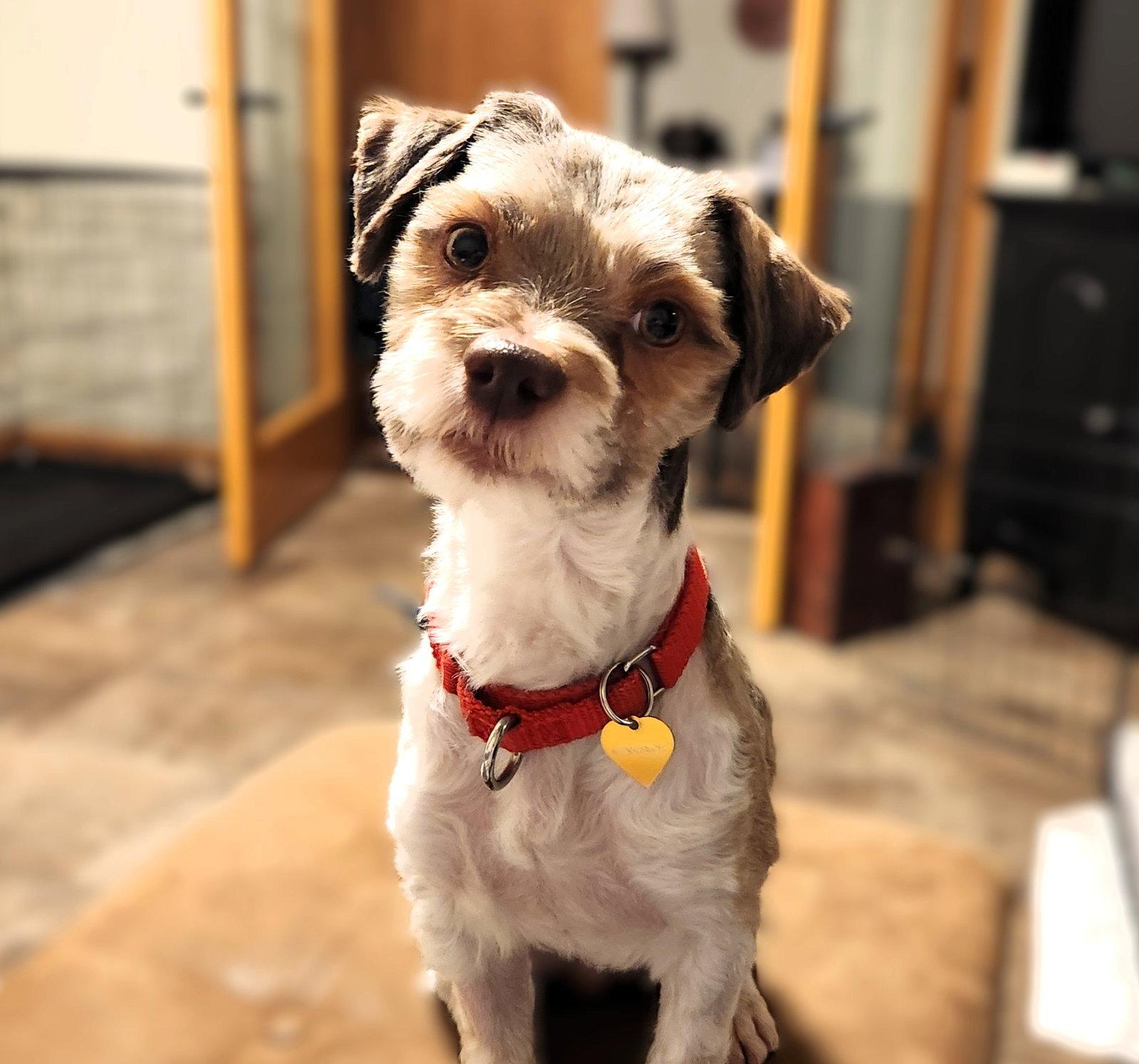 Enlarge Gerard, a Adoptable Schnauzer in Fargo, ND image 3/3