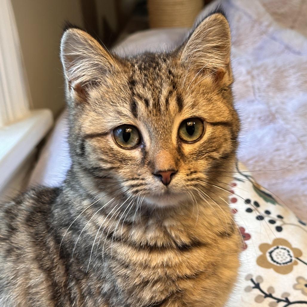 Koko (Bonded w/Krishna)