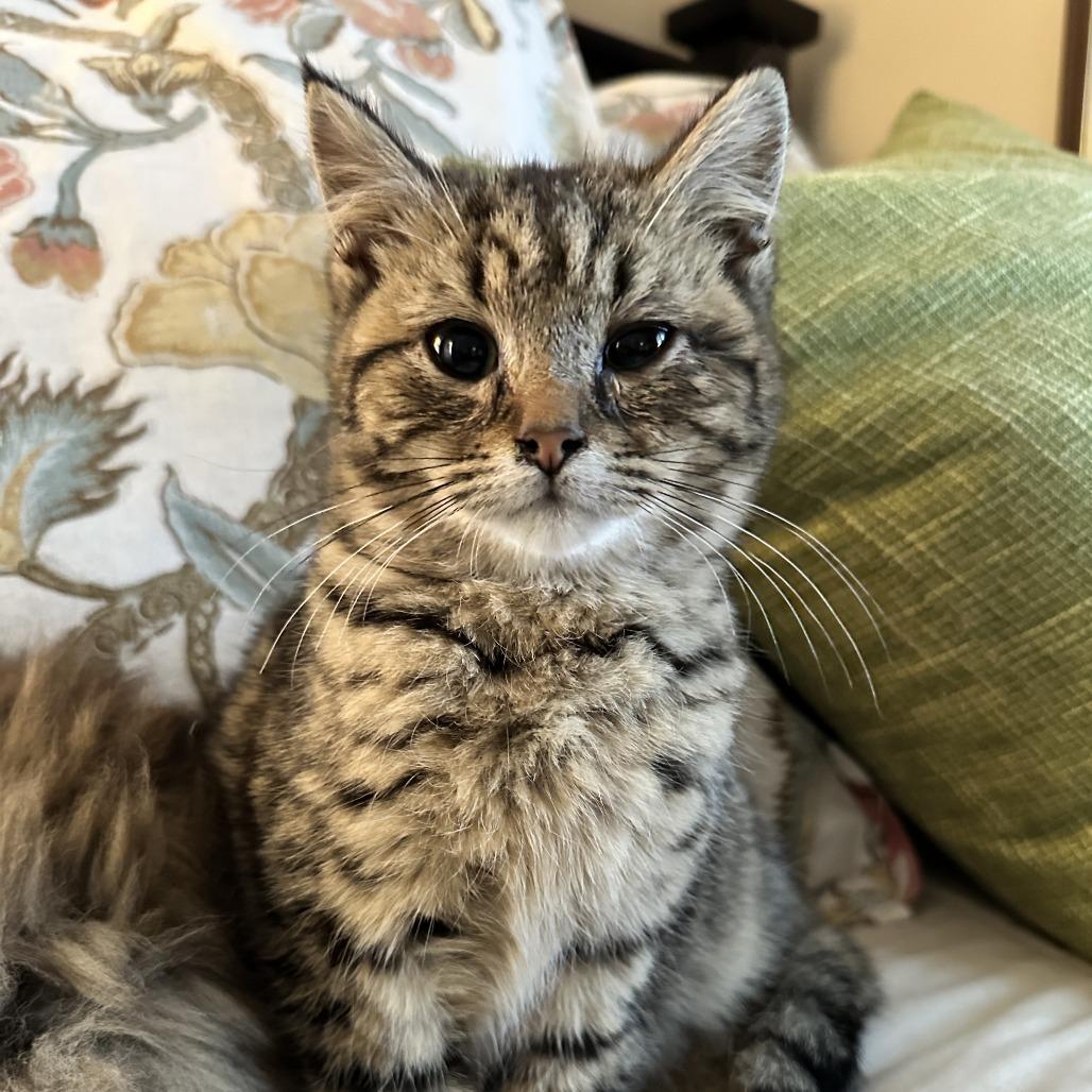 Koko (Bonded w/Krishna) — thumbnail 2