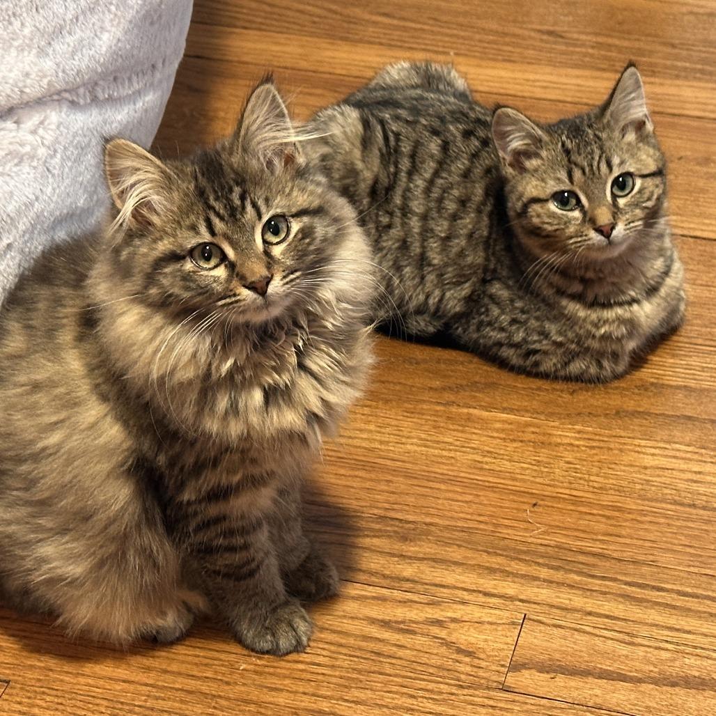 Koko (Bonded w/Krishna) — thumbnail 3