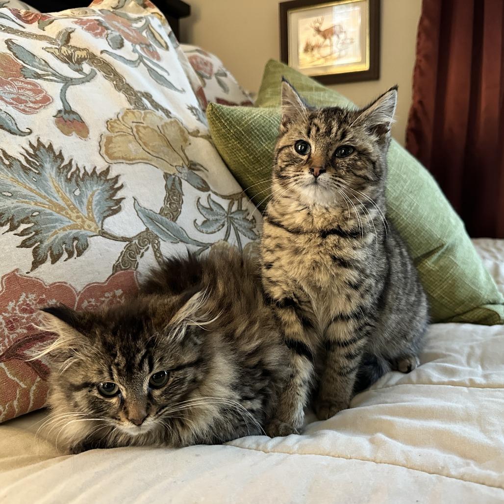 Koko (Bonded w/Krishna) — thumbnail 4