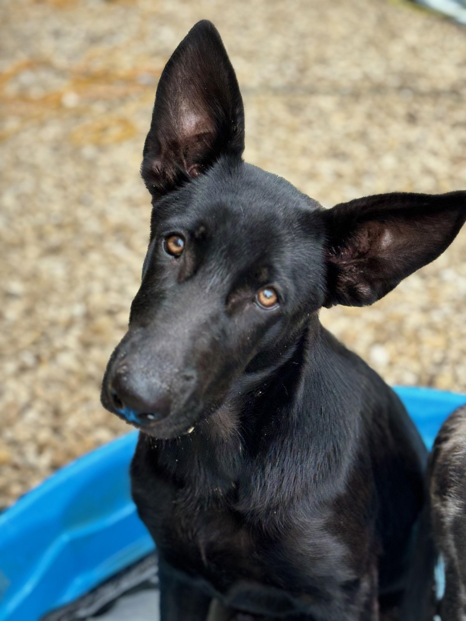 Enlarge Fiona, a Adoptable Shepherd in San Antonio, TX image 1/2