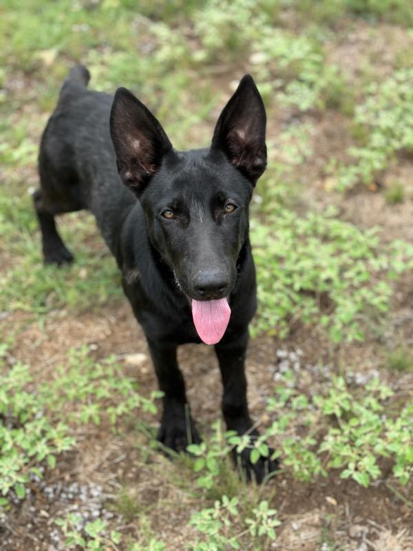 Enlarge Fiona, a Adoptable Shepherd in San Antonio, TX image 2/2