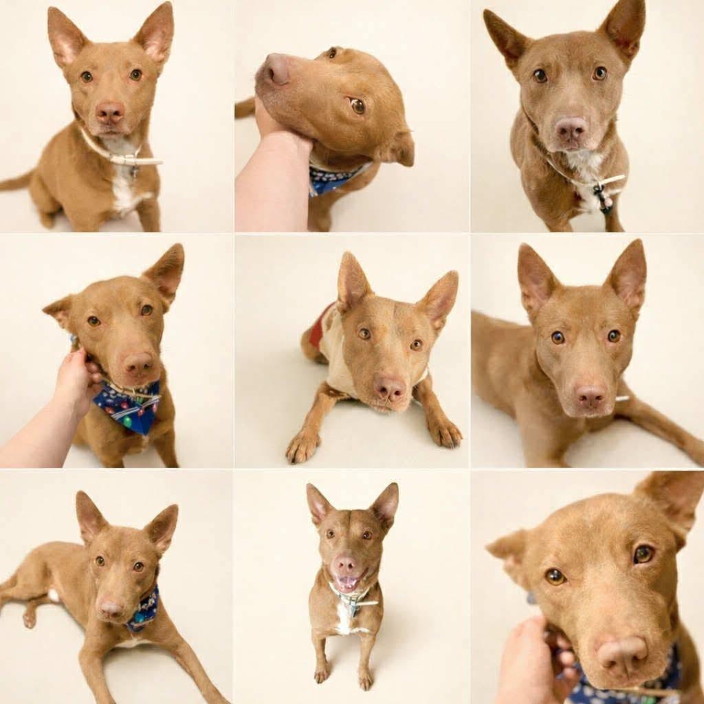 Rex, ADOPTABLE, Young Male Shepherd.