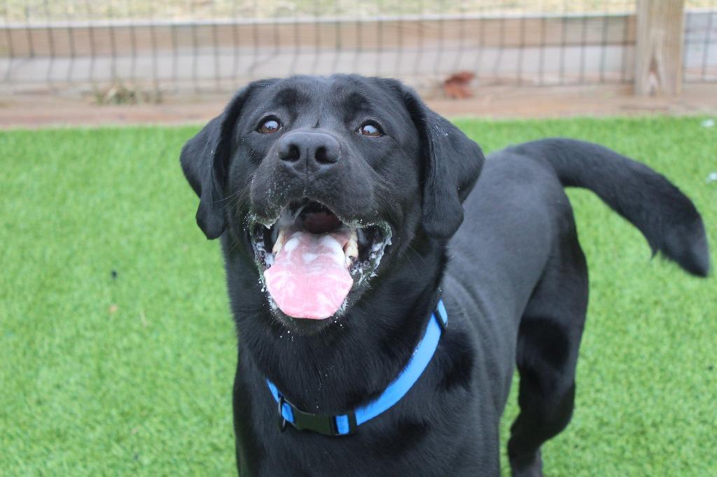 Jet, a ADOPTABLE Labrador Retriever in Chestertown, MD image 4/5