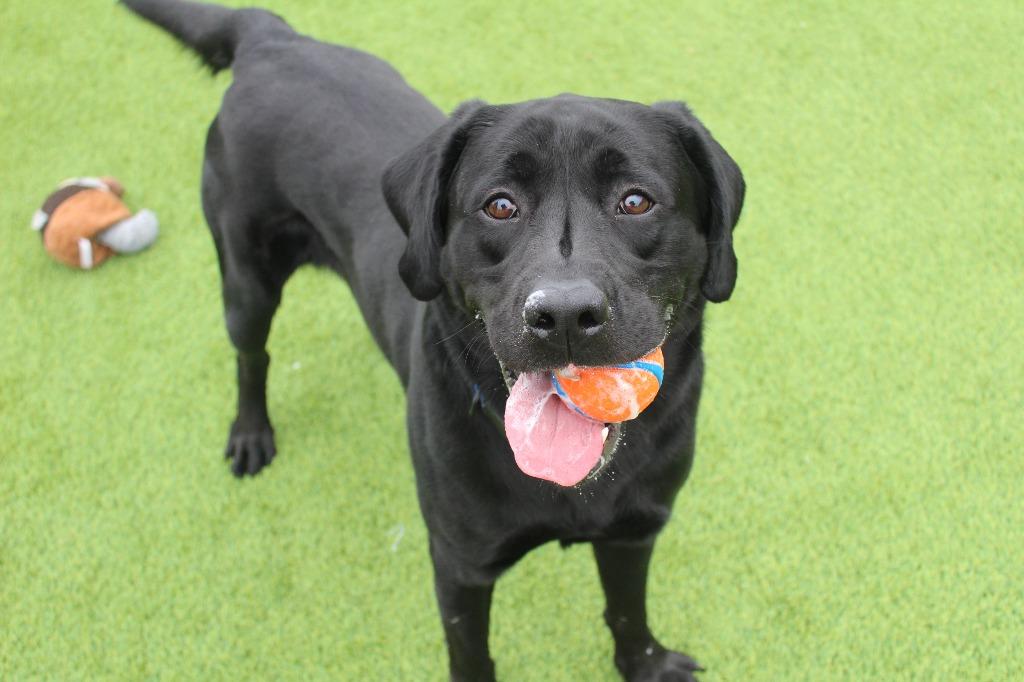 Jet, a ADOPTABLE Labrador Retriever in Chestertown, MD image 1/5