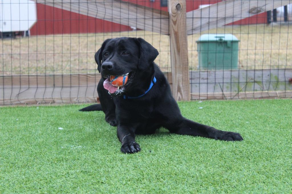 Jet, a ADOPTABLE Labrador Retriever in Chestertown, MD image 5/5