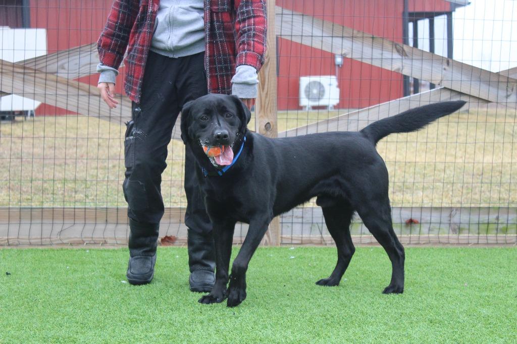 Jet, a ADOPTABLE Labrador Retriever in Chestertown, MD image 3/5