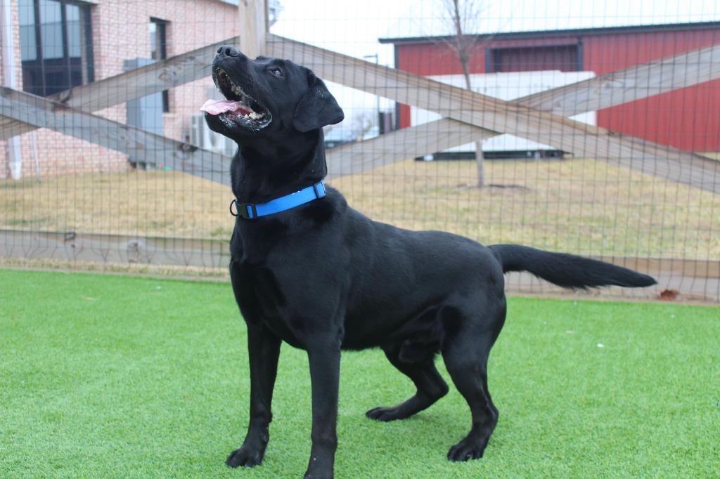 Jet, a ADOPTABLE Labrador Retriever in Chestertown, MD image 2/5