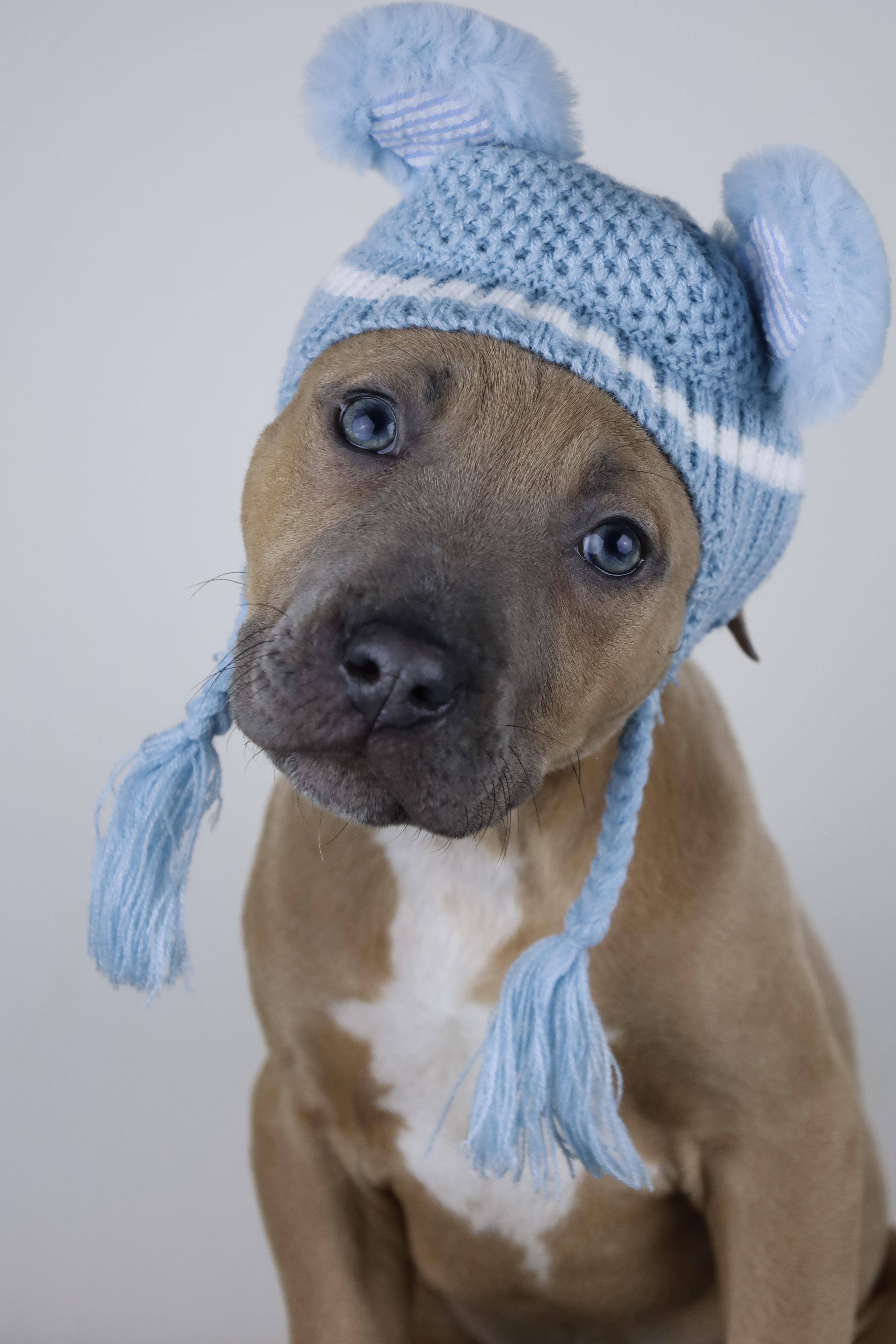 Woody, Adoptable, Adult Male Pit Bull Terrier.