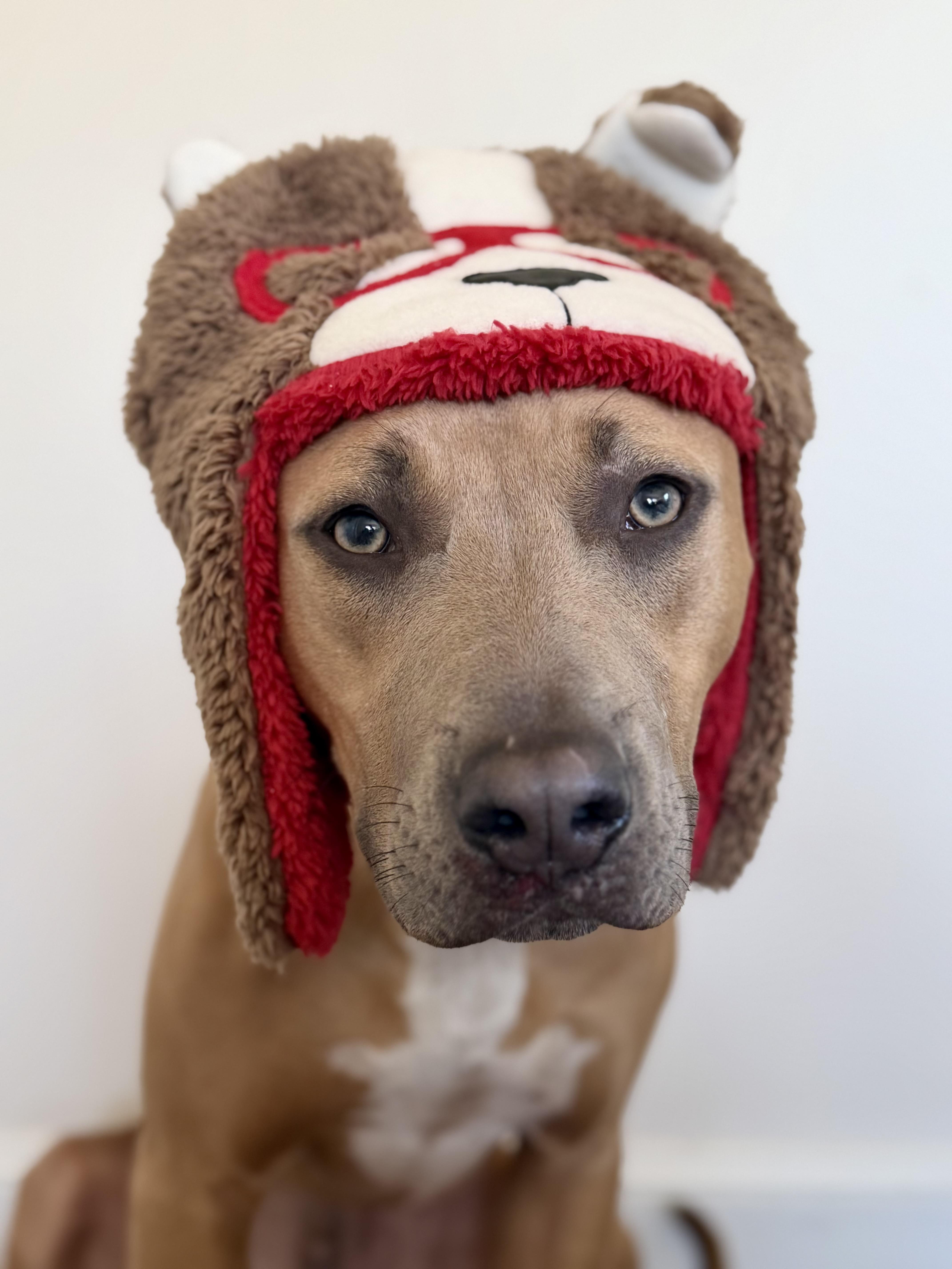 Woody, a Adoptable mixed breed in Kansas City, MO image 4/5