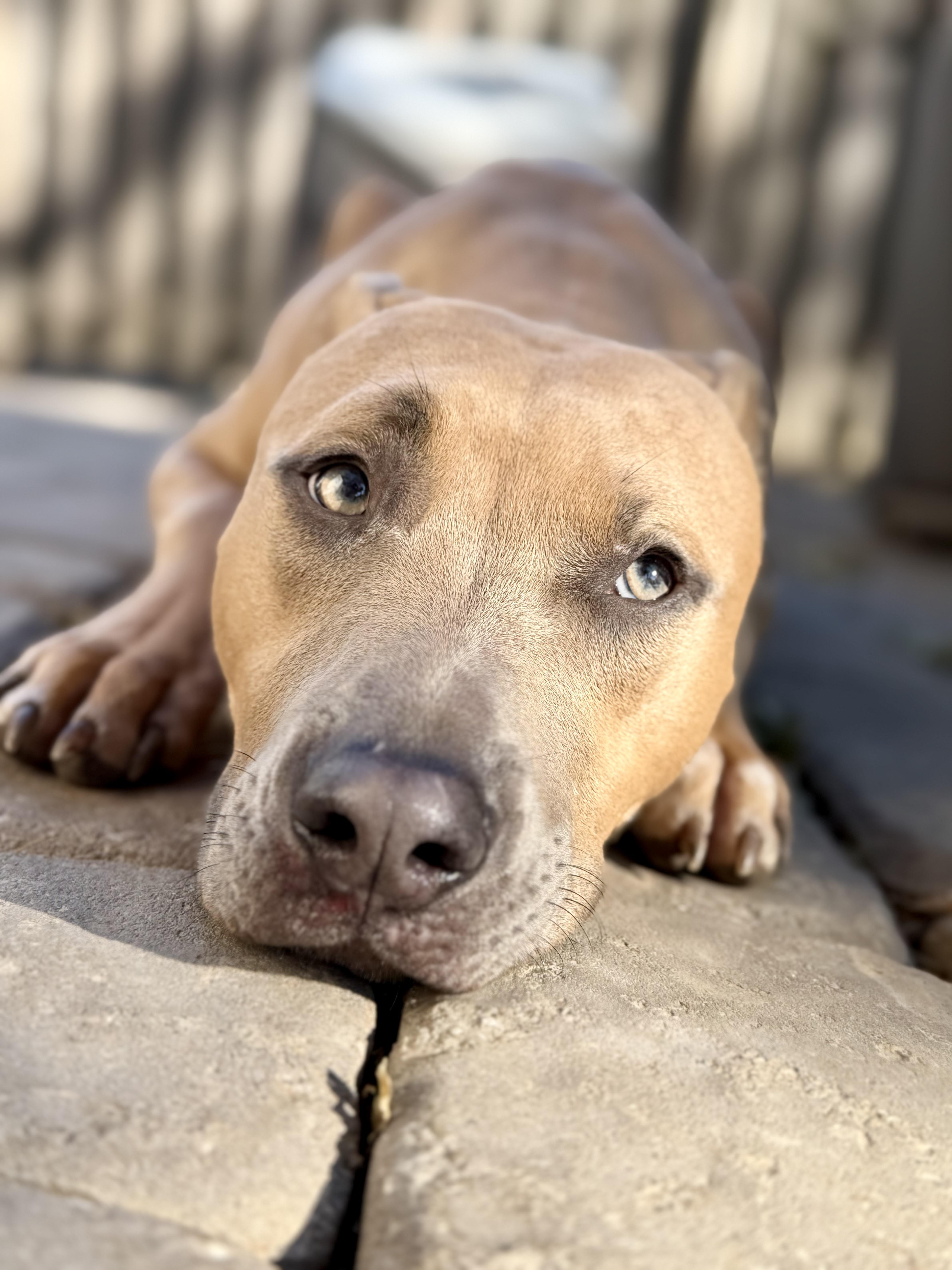 Woody, a Adoptable mixed breed in Kansas City, MO image 3/5