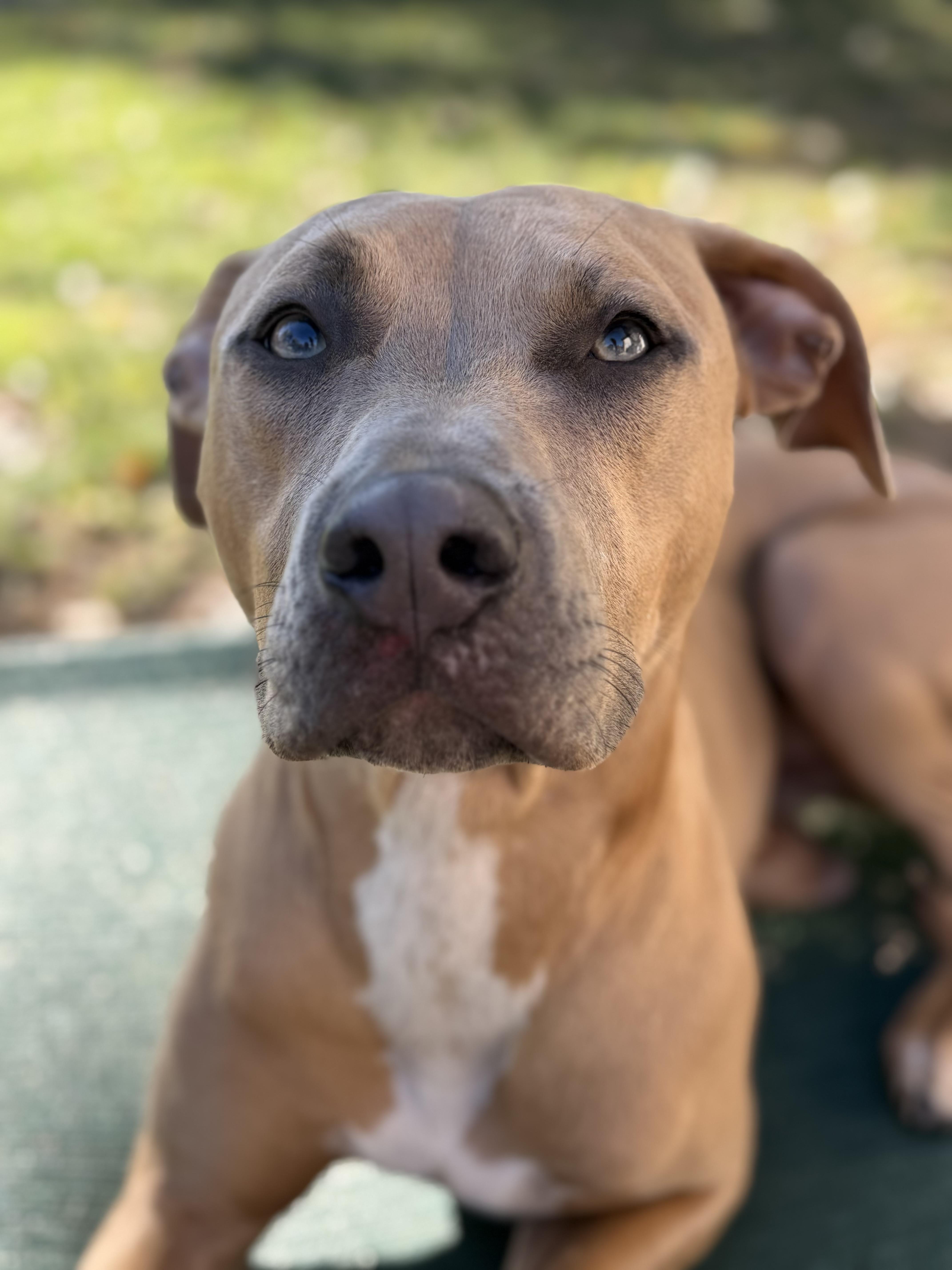 Woody, a Adoptable mixed breed in Kansas City, MO image 2/5