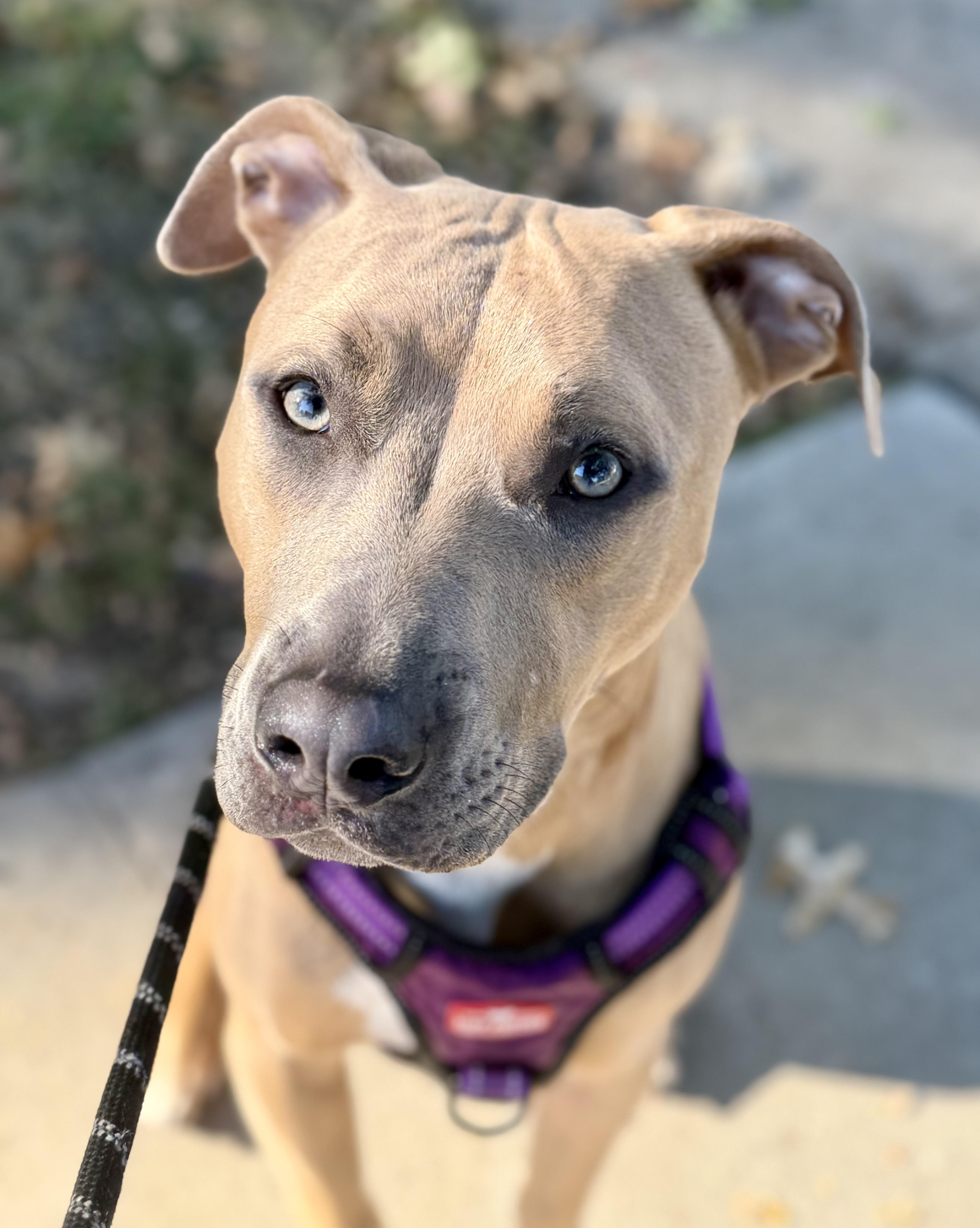 Woody, Adoptable, Adult Male Pit Bull Terrier.