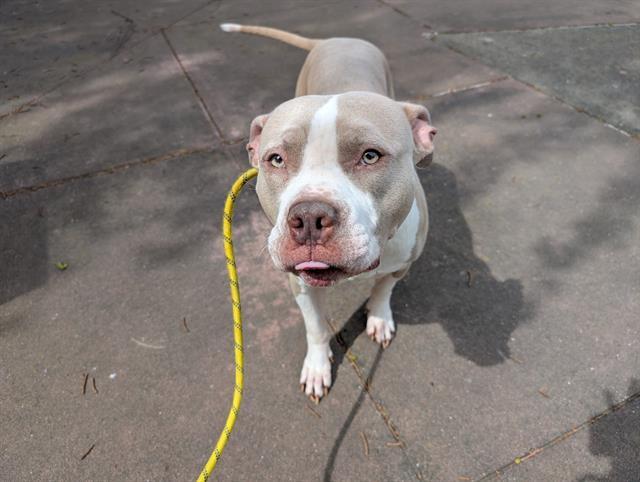 FAMOUS STAR, Adoptable, Adult Male Pit Bull Terrier.