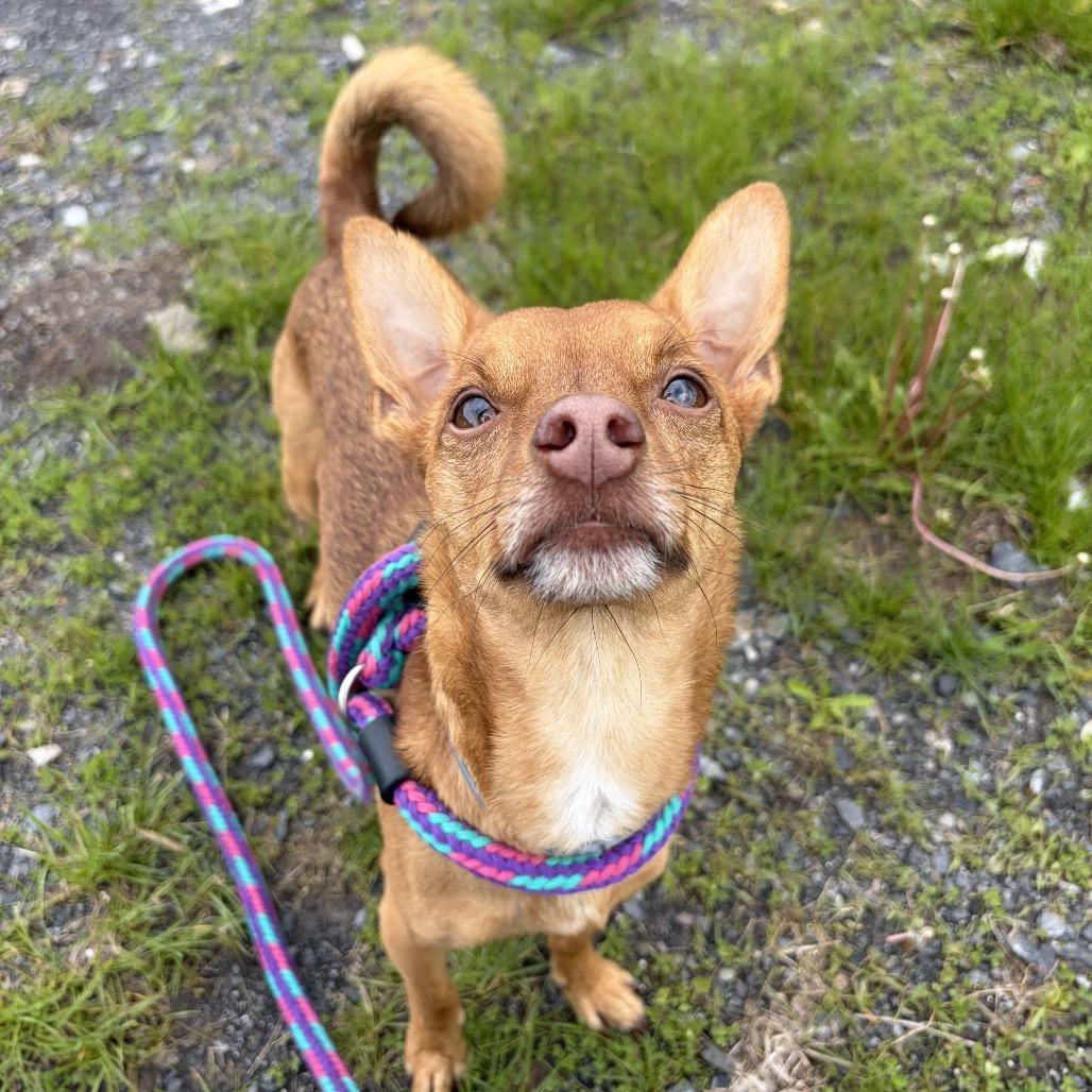Andy, Adoptable, Adult Male Chihuahua & Chihuahua.