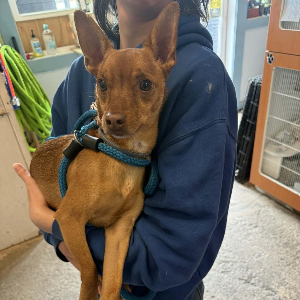 Enlarge Andy, a Adoptable mixed breed in Saugerties, NY image 2/5