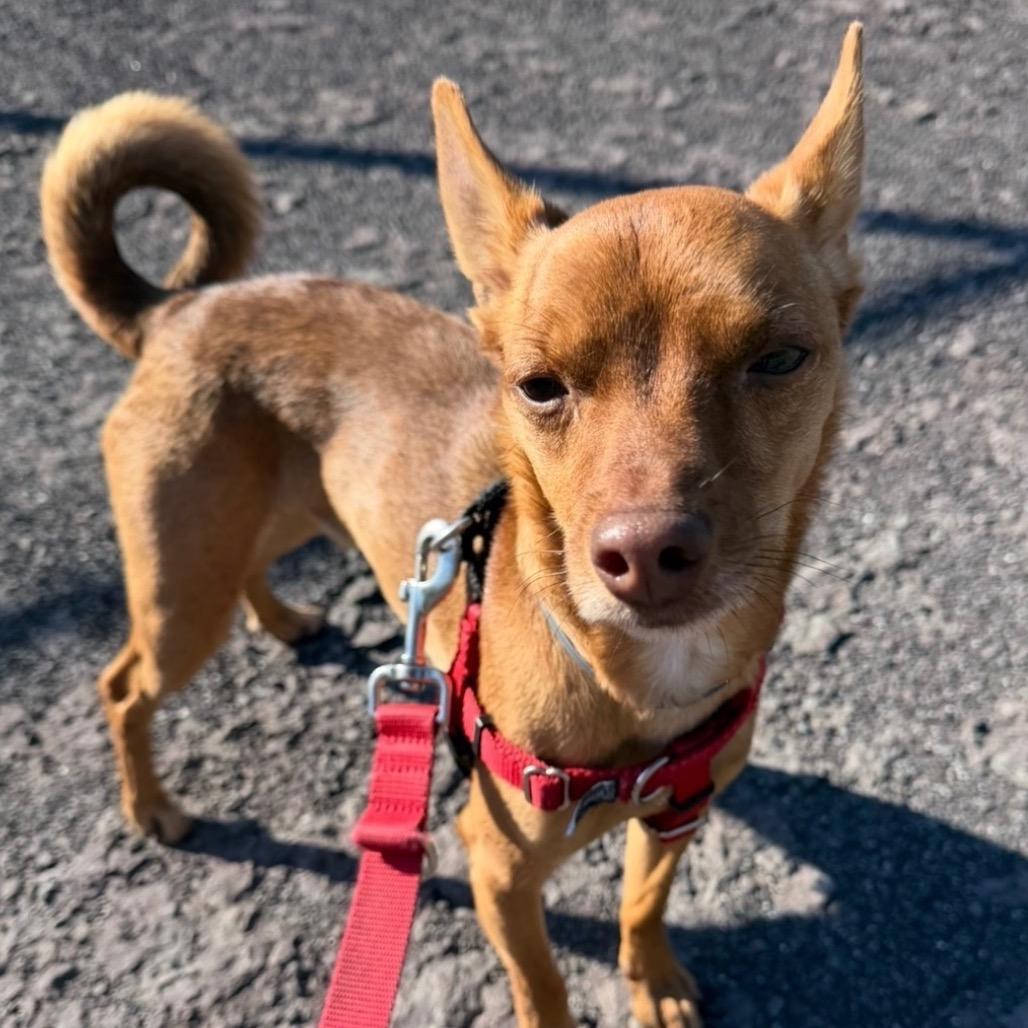 Enlarge Andy, a Adoptable mixed breed in Saugerties, NY image 3/5